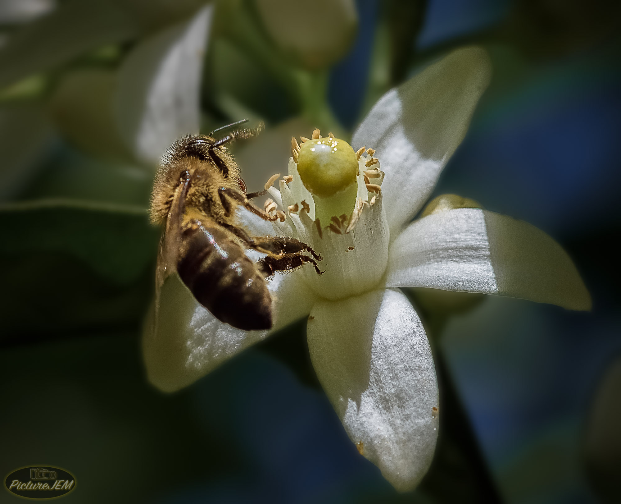 Sigma 105mm F2.8 EX DG OS HSM sample photo. Abeja photography