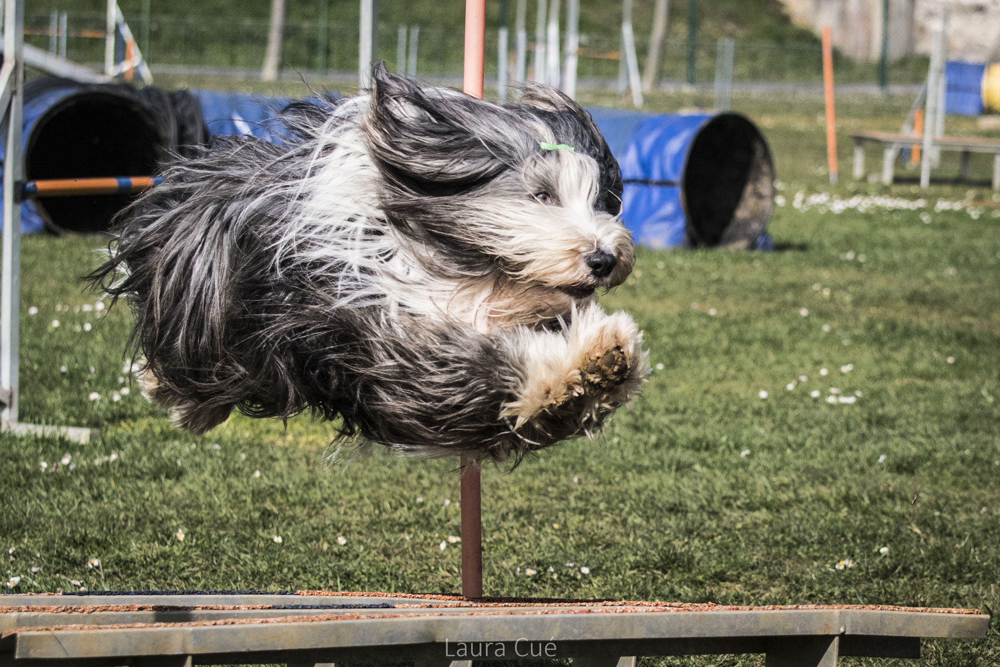 Nikon D500 sample photo. Agility () photography