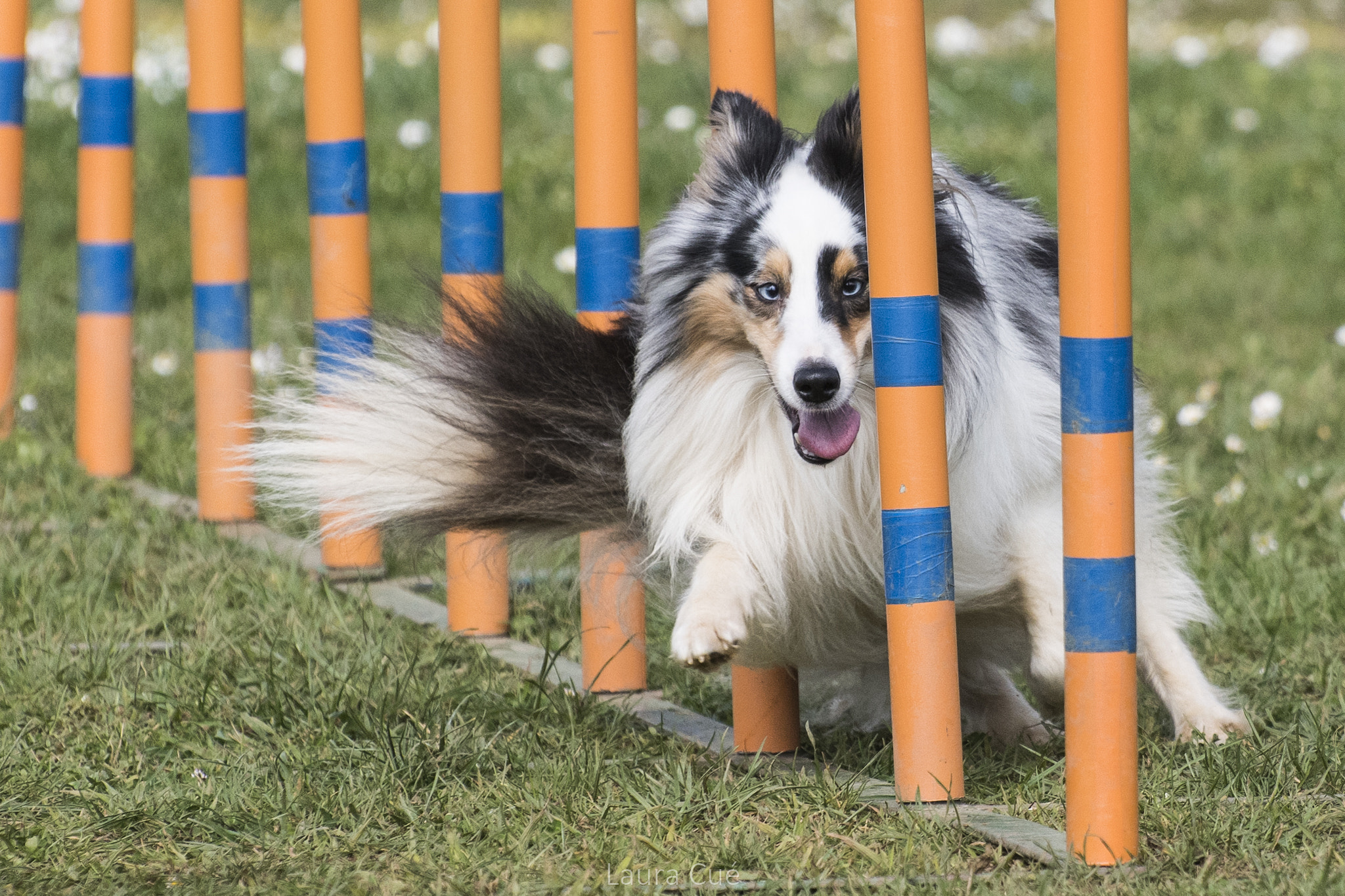 Nikon D500 sample photo. Agility () photography