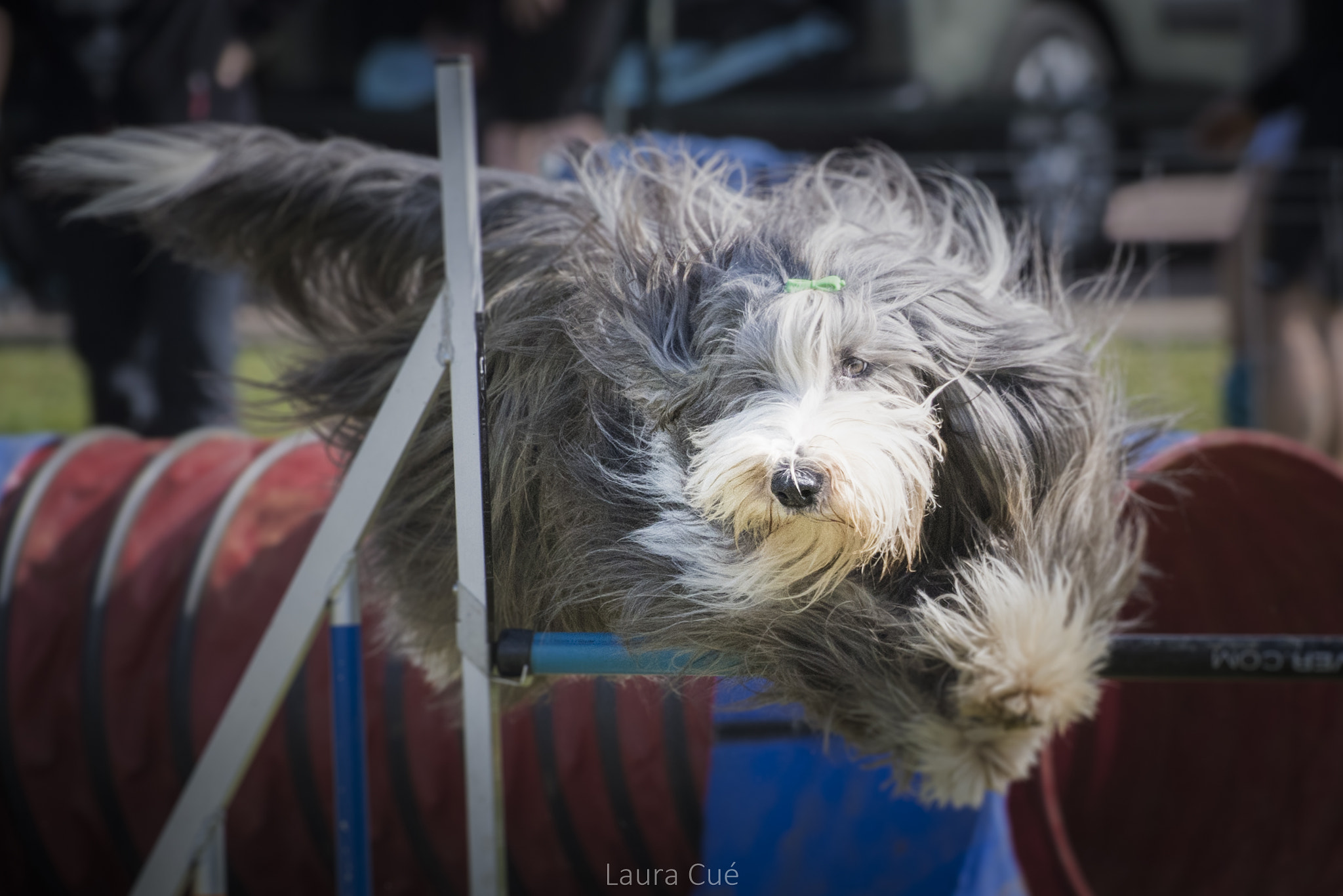 Nikon D500 sample photo. Agility () photography