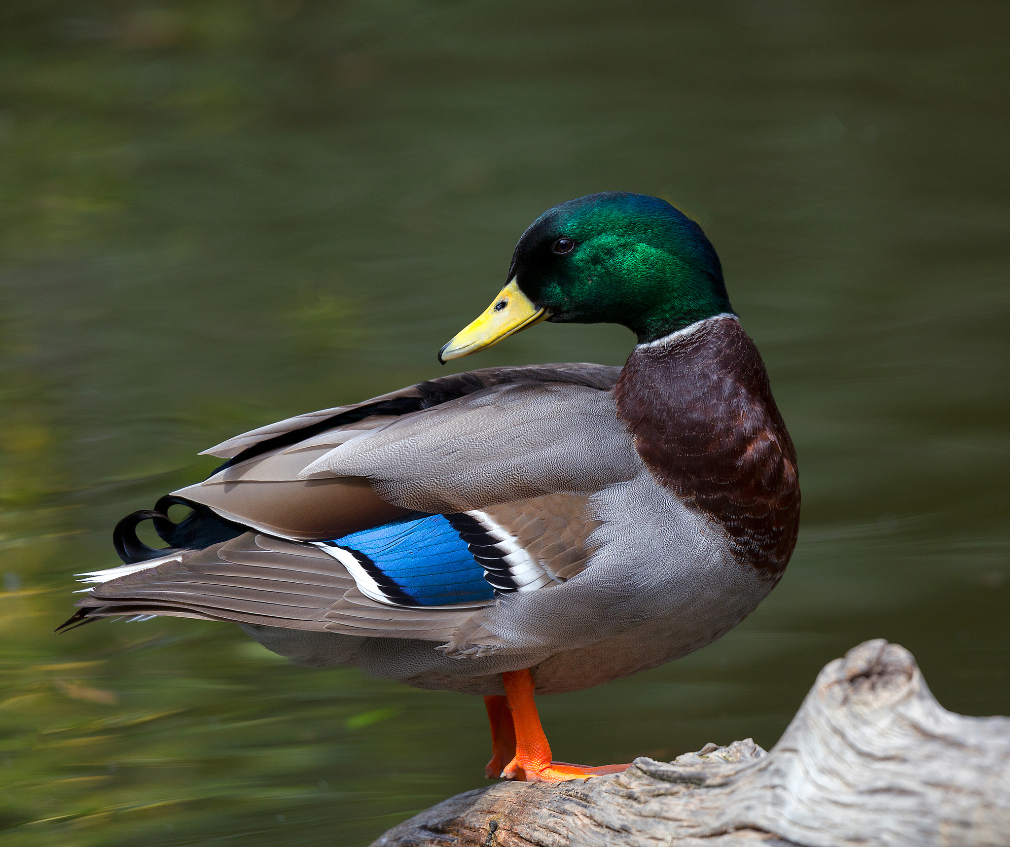 Tamron SP 150-600mm F5-6.3 Di VC USD sample photo