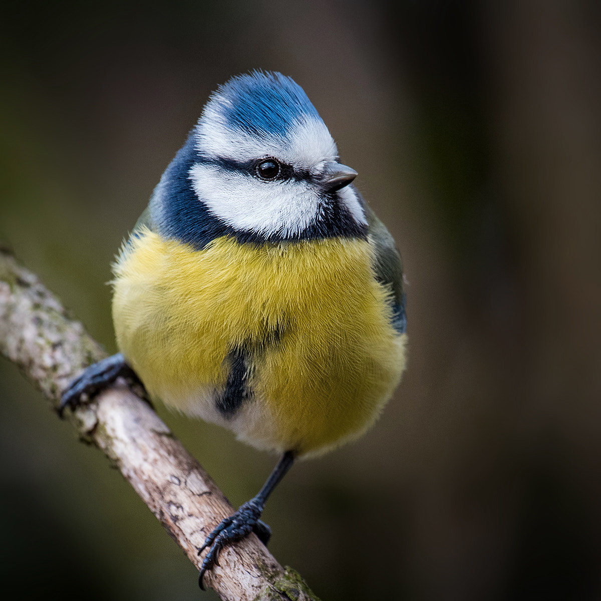 Pentax K-3 sample photo. Portrait of a little friend photography