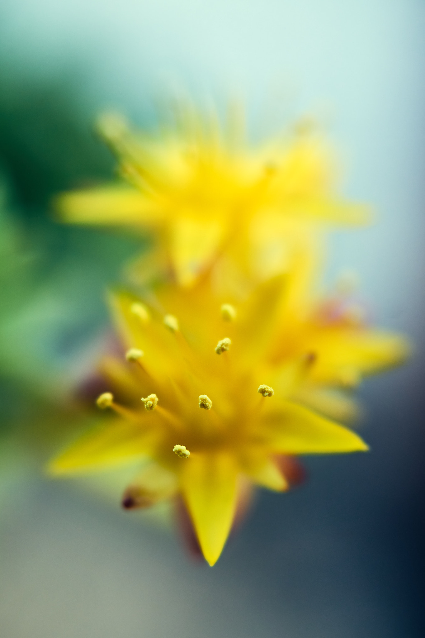 Sony DT 30mm F2.8 Macro SAM sample photo. Exposed photography