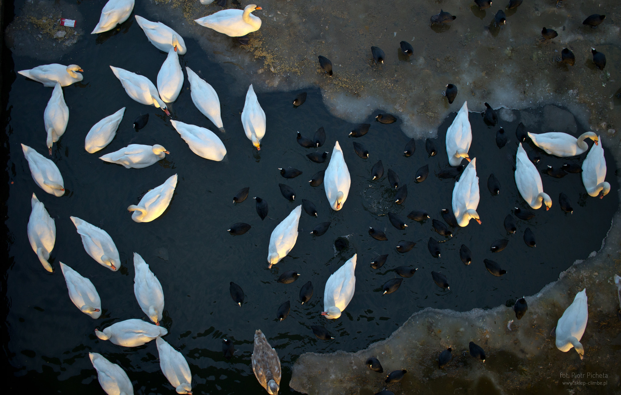 Canon EF-S 24mm F2.8 STM sample photo. Swarm... photography
