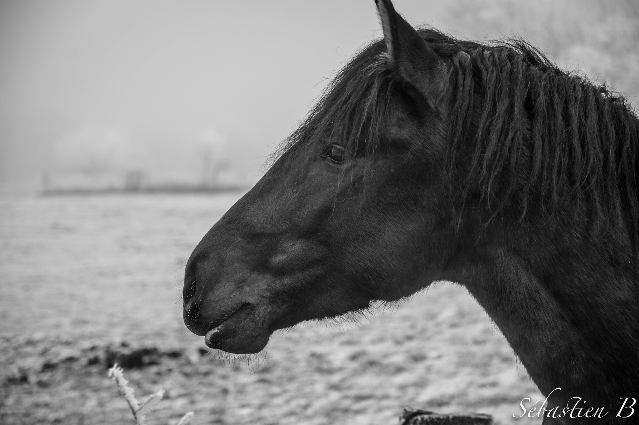 Sigma 17-70mm F2.8-4 DC Macro OS HSM | C sample photo. N&b photography