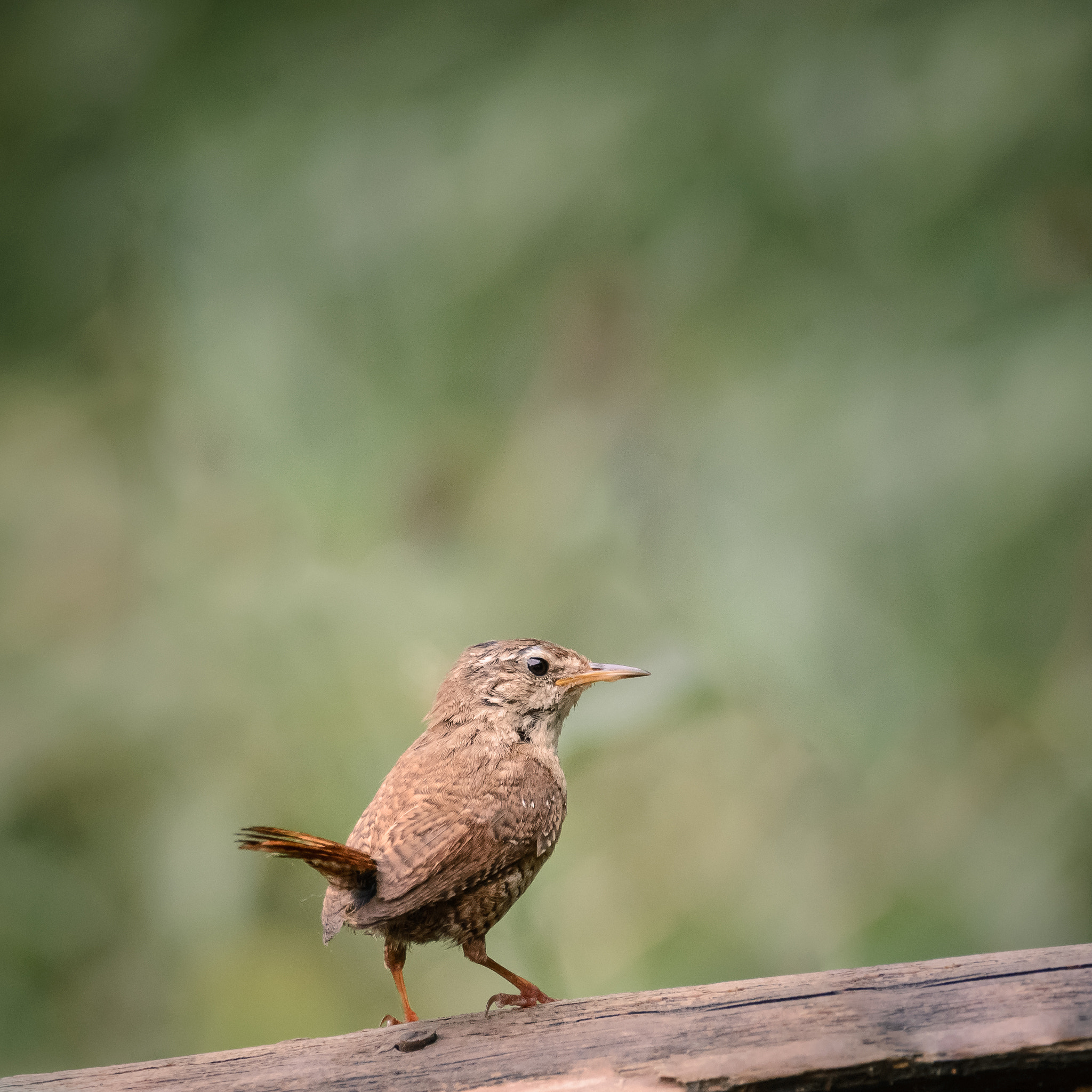 Nikon D600 sample photo. Winter wren photography