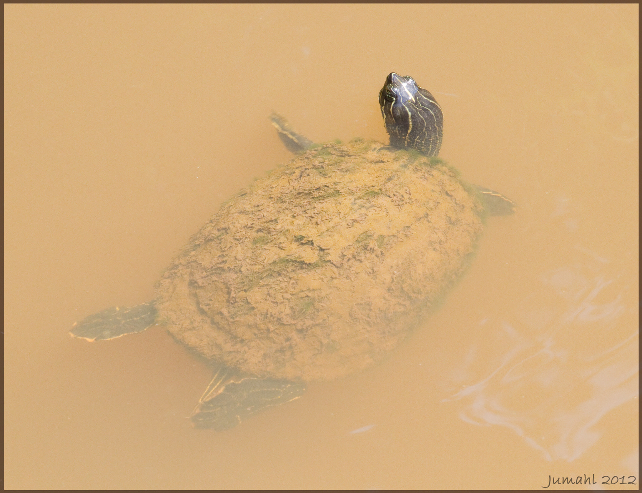 Canon EF 100-400mm F4.5-5.6L IS USM sample photo. Definitely time for a bath photography