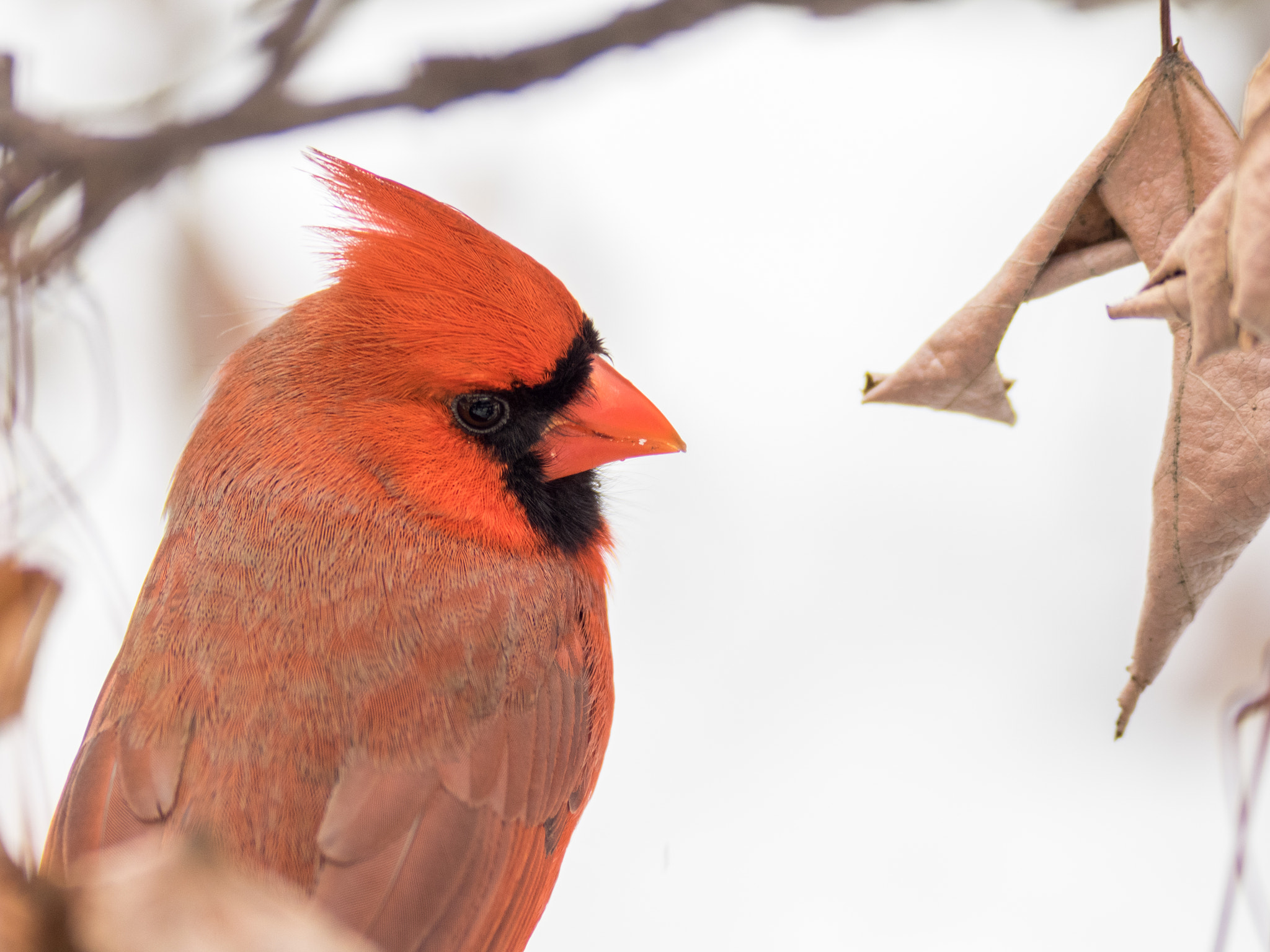 Olympus OM-D E-M1 + Olympus Zuiko Digital ED 150mm F2.0 sample photo. Cardinal photography