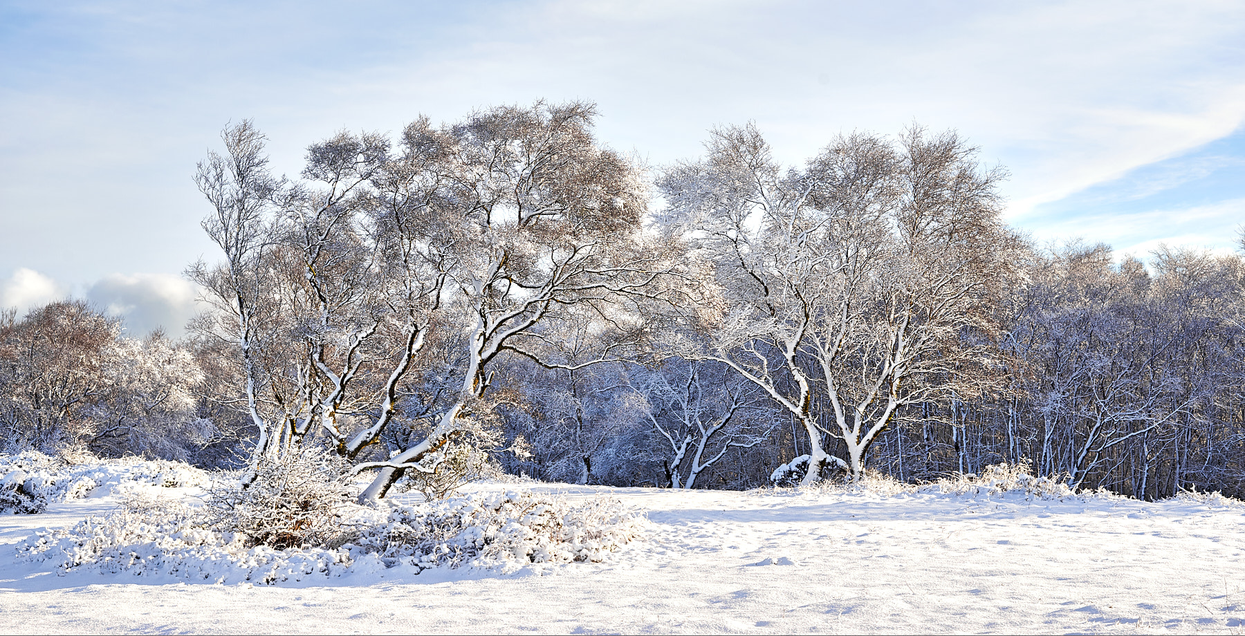 Nikon AF-S Nikkor 50mm F1.8G sample photo. Snowy birches photography