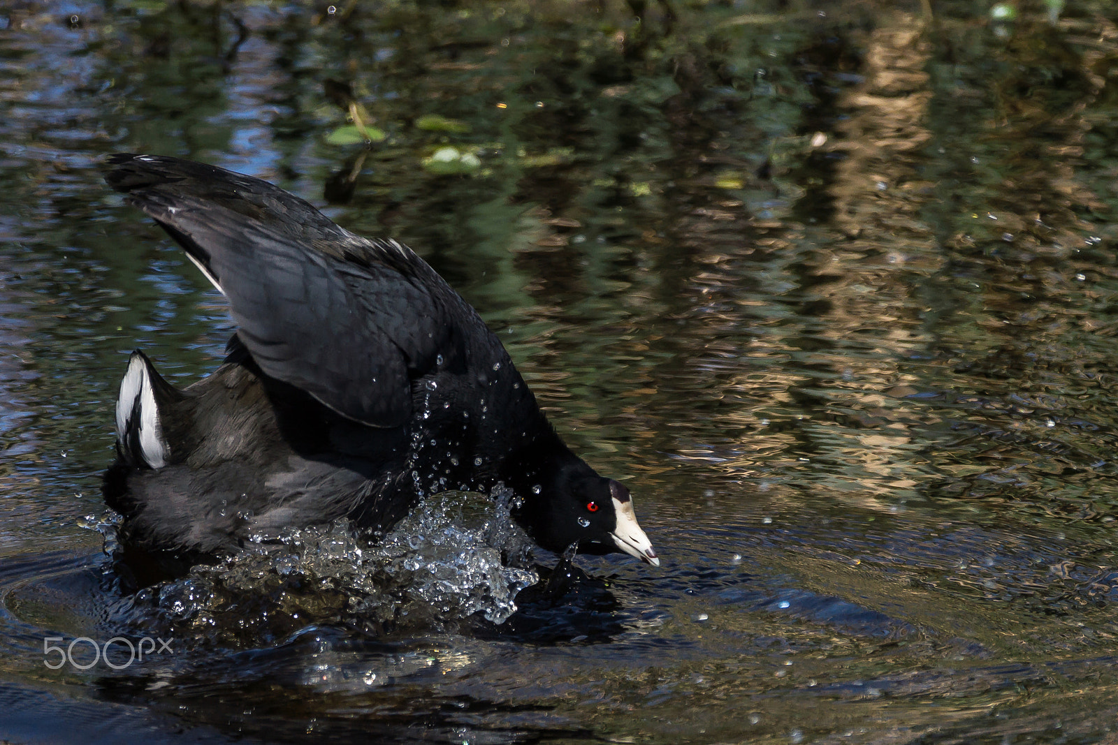 Sony 70-300mm F4.5-5.6 G SSM sample photo. Attack photography