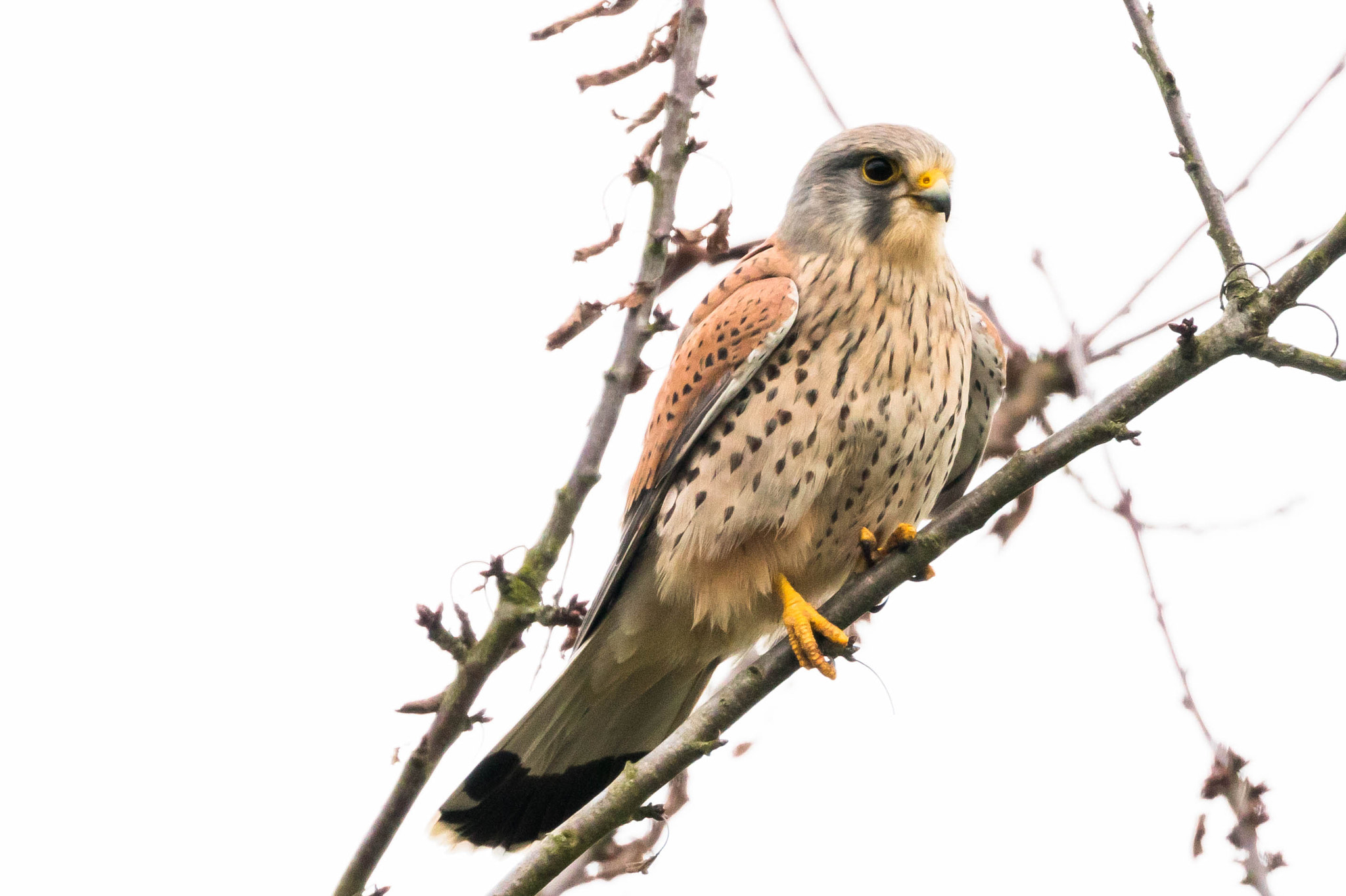 Canon EOS 760D (EOS Rebel T6s / EOS 8000D) sample photo. Bird of prey photography