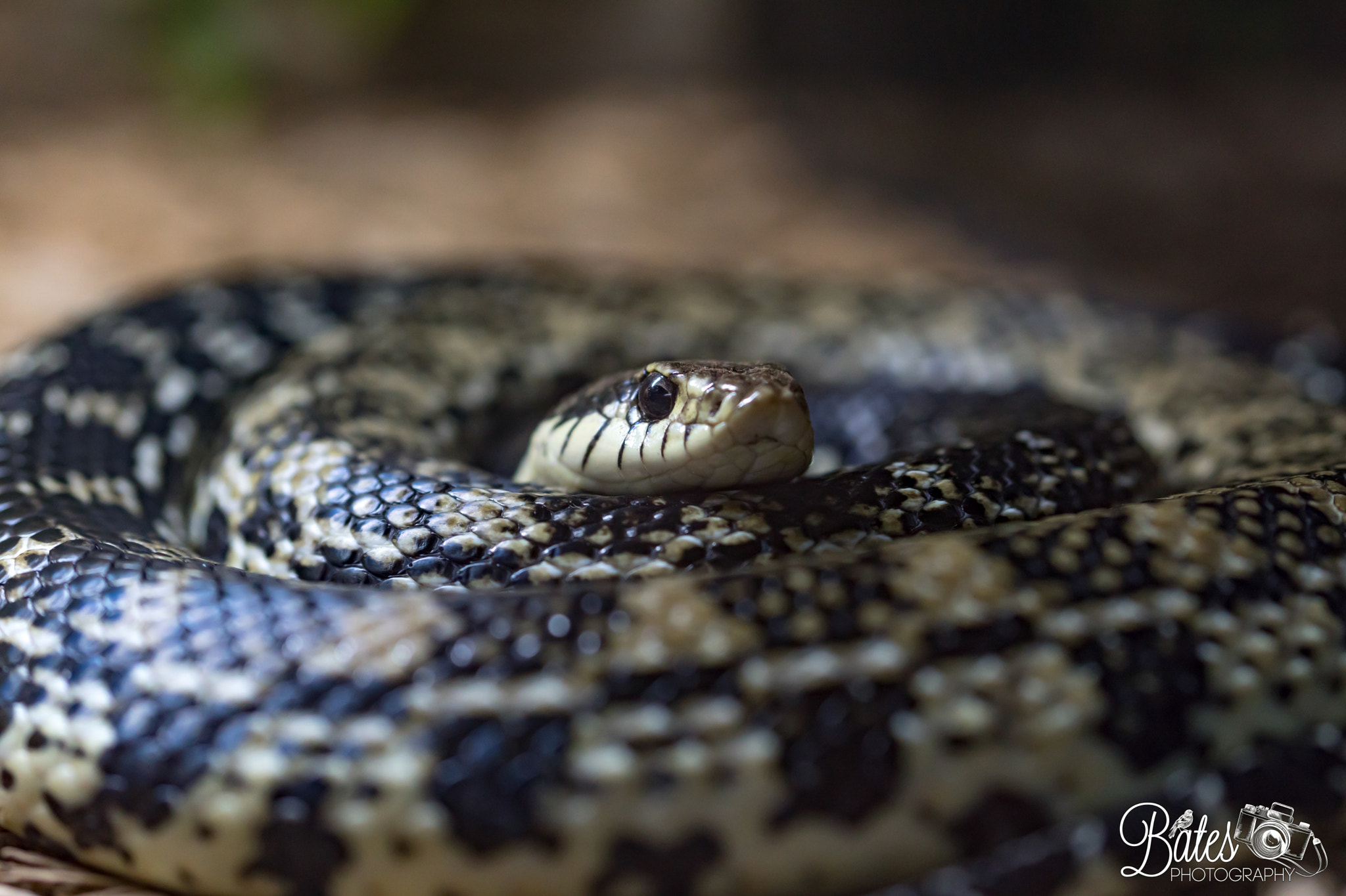 Sony Planar T* FE 50mm F1.4 ZA sample photo. Snake shots photography