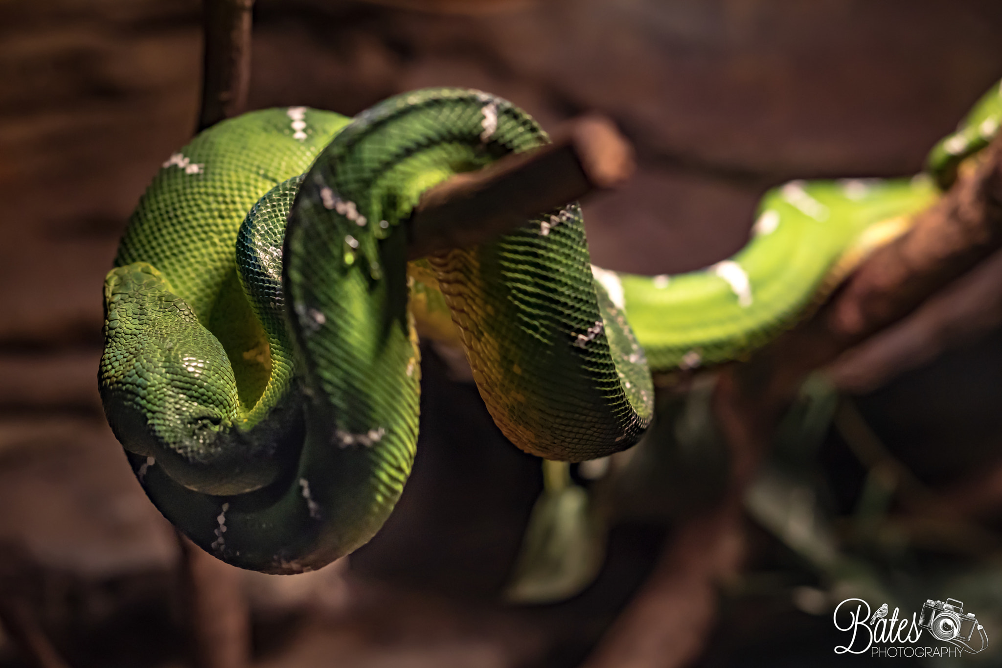 Sony Planar T* FE 50mm F1.4 ZA sample photo. Snake shots photography