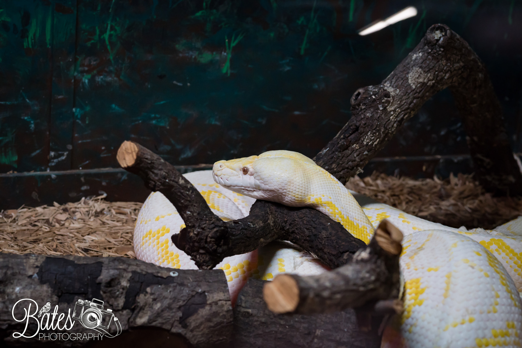 Sony Planar T* FE 50mm F1.4 ZA sample photo. Snake shots photography