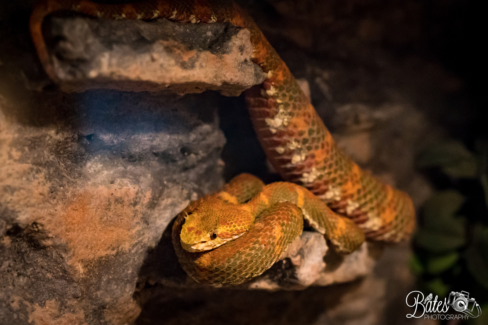 Sony Planar T* FE 50mm F1.4 ZA sample photo. Snake shots photography