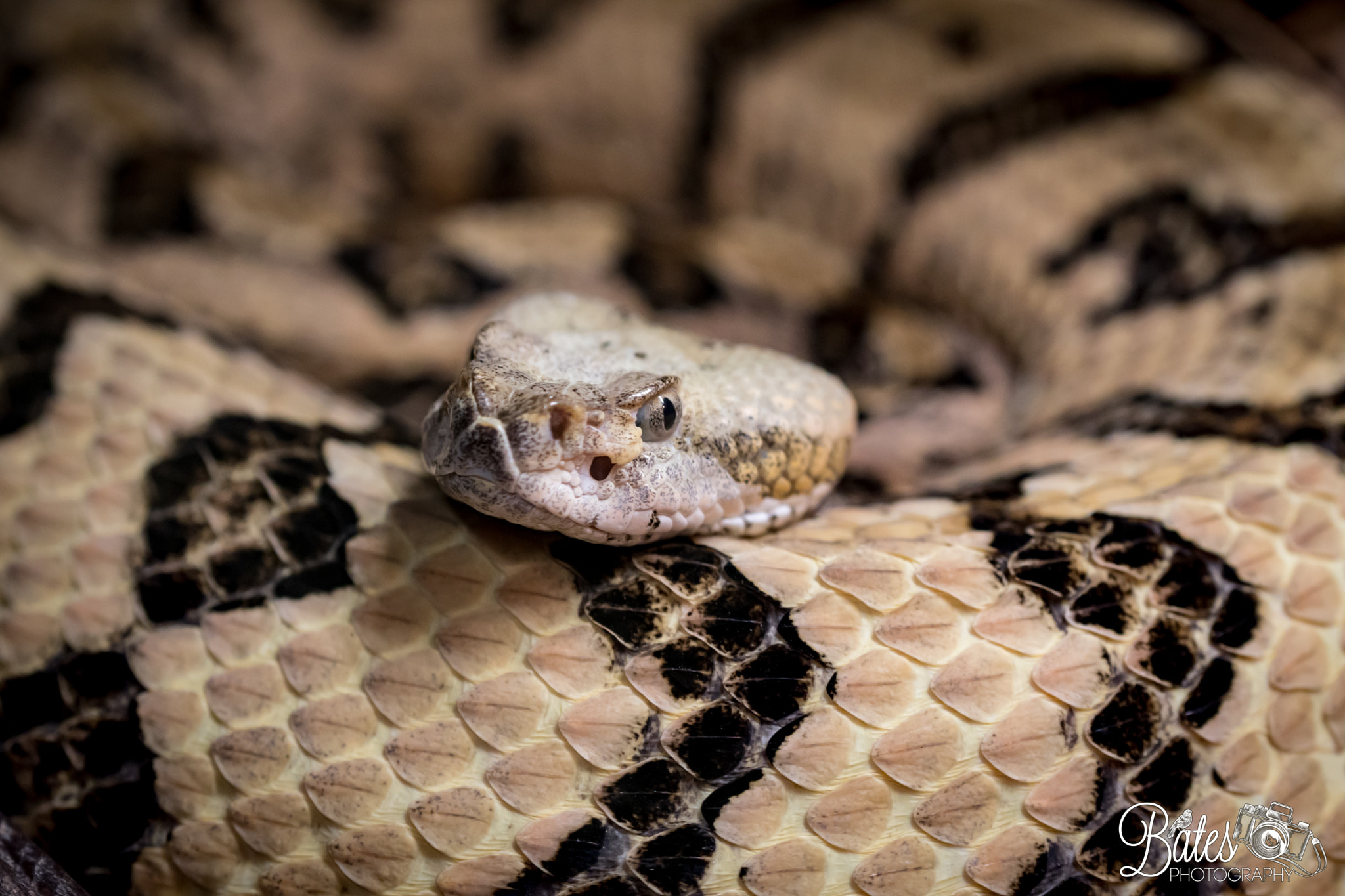 Sony Planar T* FE 50mm F1.4 ZA sample photo. Snake shots photography