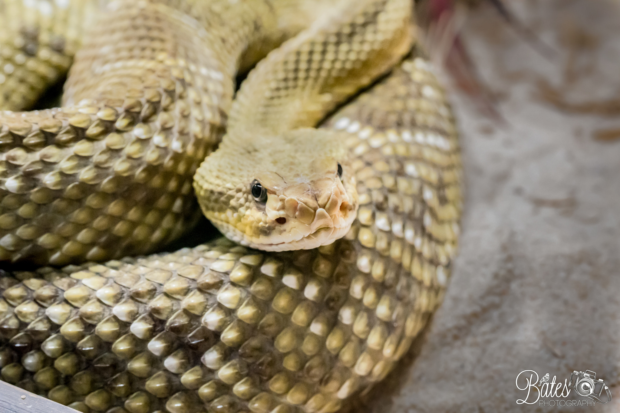 Sony Planar T* FE 50mm F1.4 ZA sample photo. Snake shots photography
