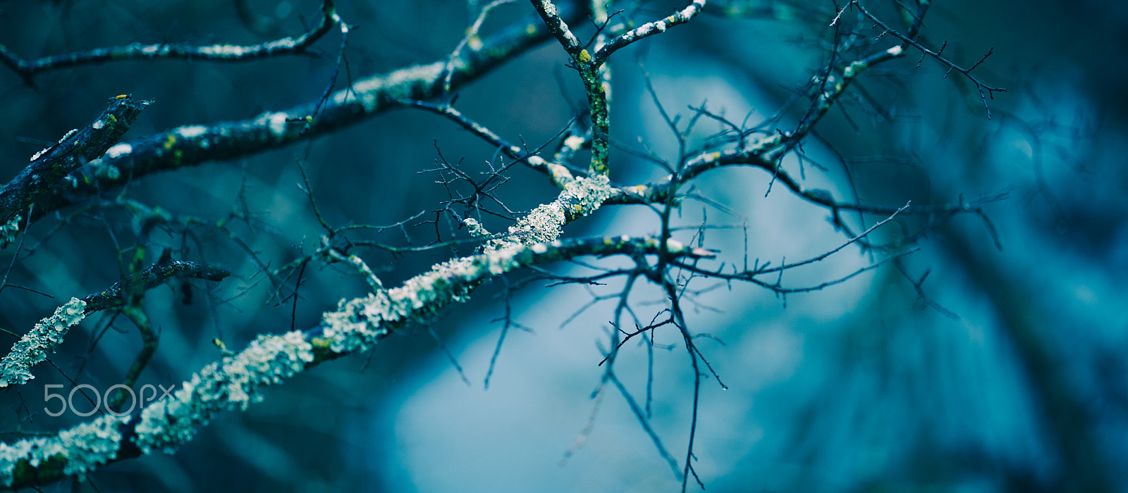 Sony a7S II + ZEISS Batis 85mm F1.8 sample photo. Branches with moss - corey frey photography