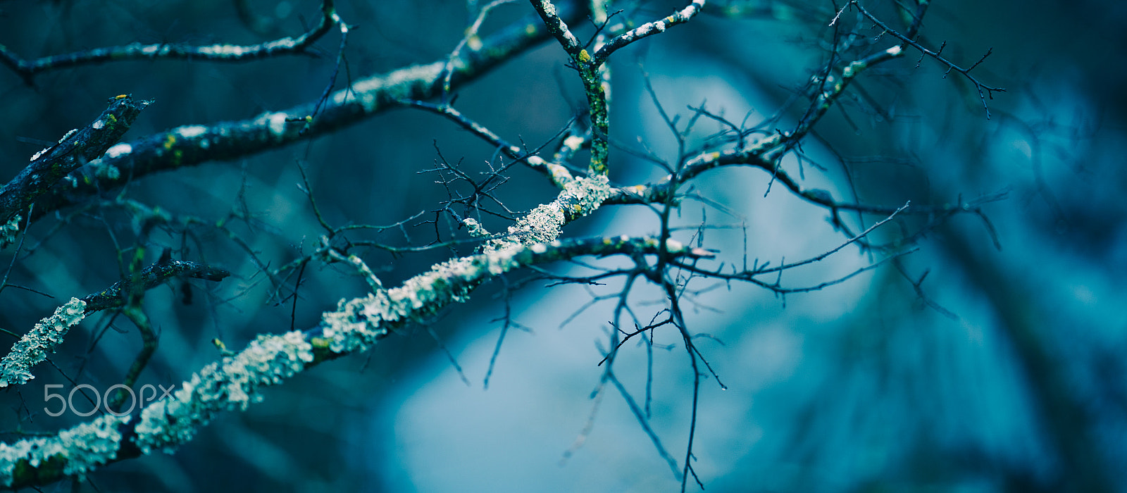 ZEISS Batis 85mm F1.8 sample photo. Branches with moss - corey frey photography
