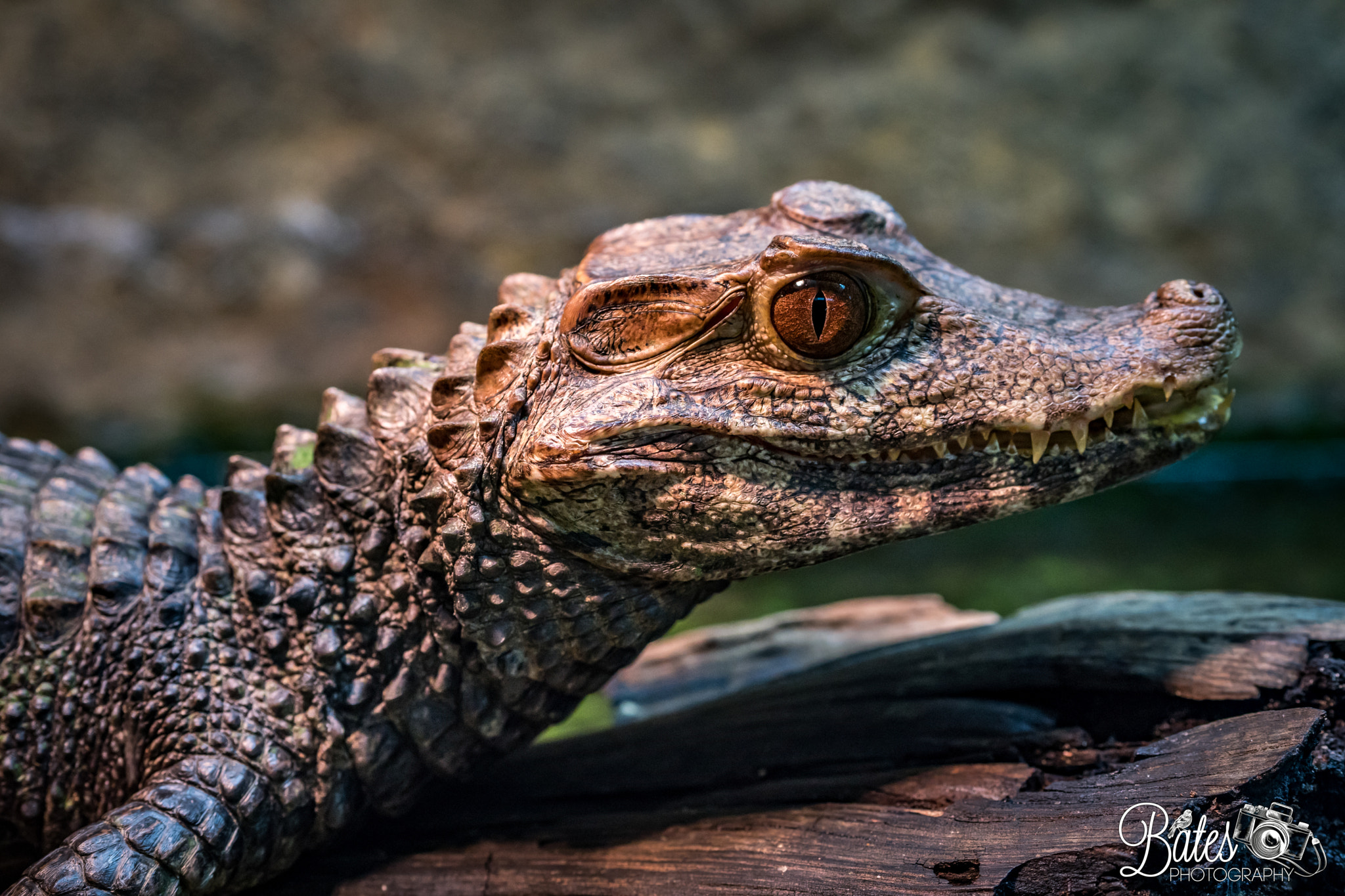 Sony Planar T* FE 50mm F1.4 ZA sample photo. Egyptian cayman photography