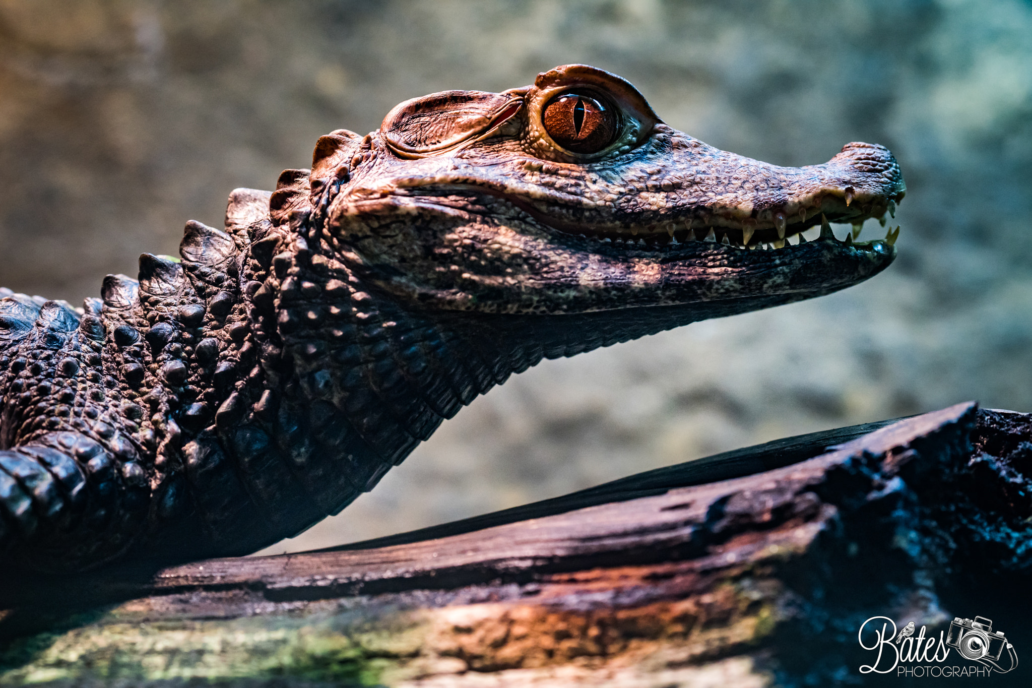 Sony Planar T* FE 50mm F1.4 ZA sample photo. Egyptian cayman photography