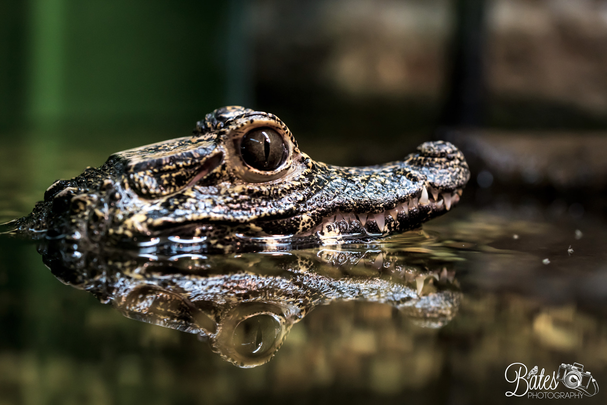Sony Planar T* FE 50mm F1.4 ZA sample photo. Egyptian cayman photography