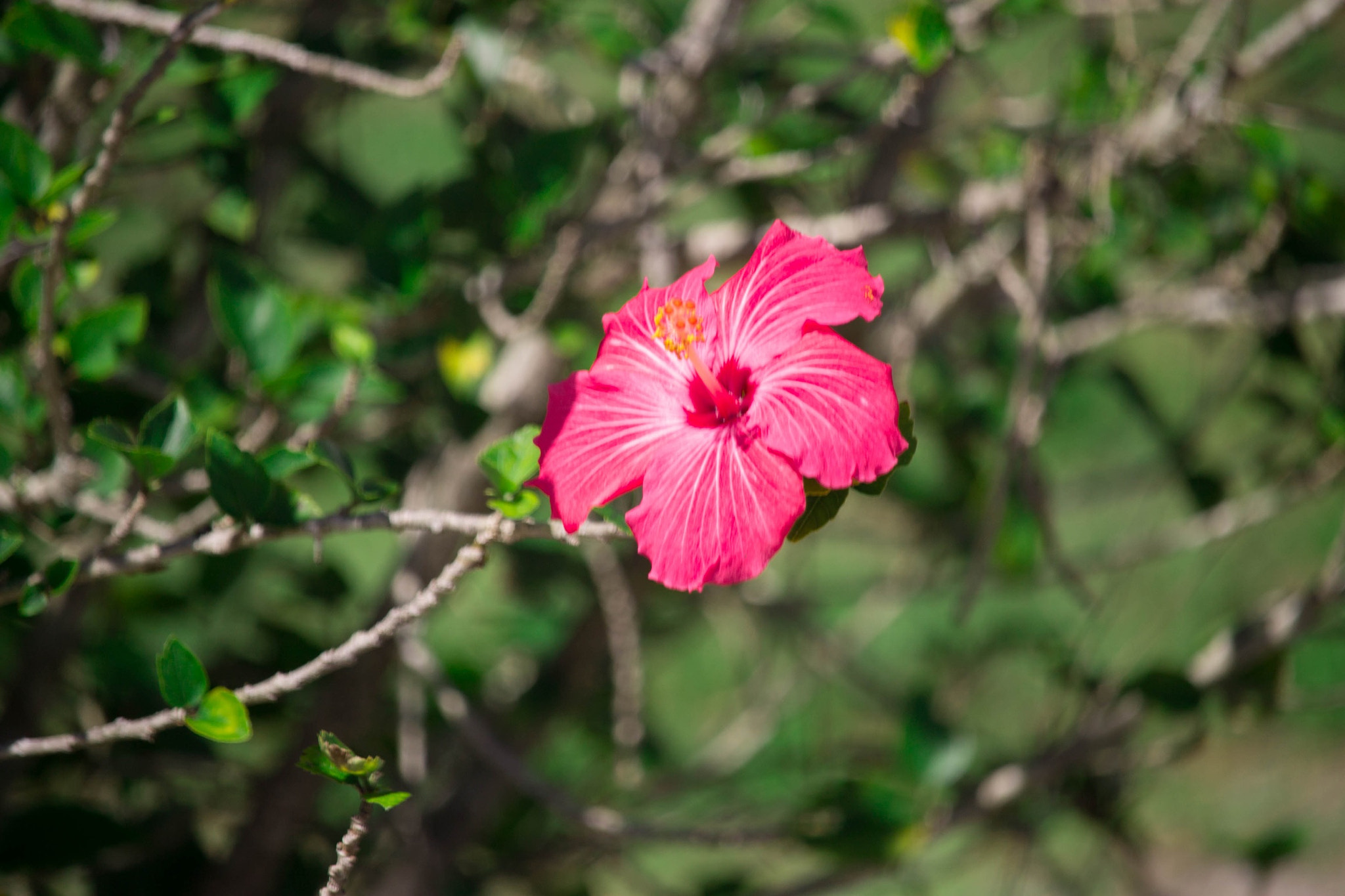 Canon EF-S 55-250mm F4-5.6 IS STM sample photo. Solo photography