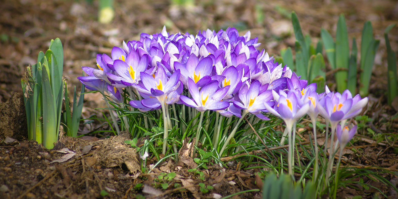 Sony 75-300mm F4.5-5.6 sample photo. Long missed photography