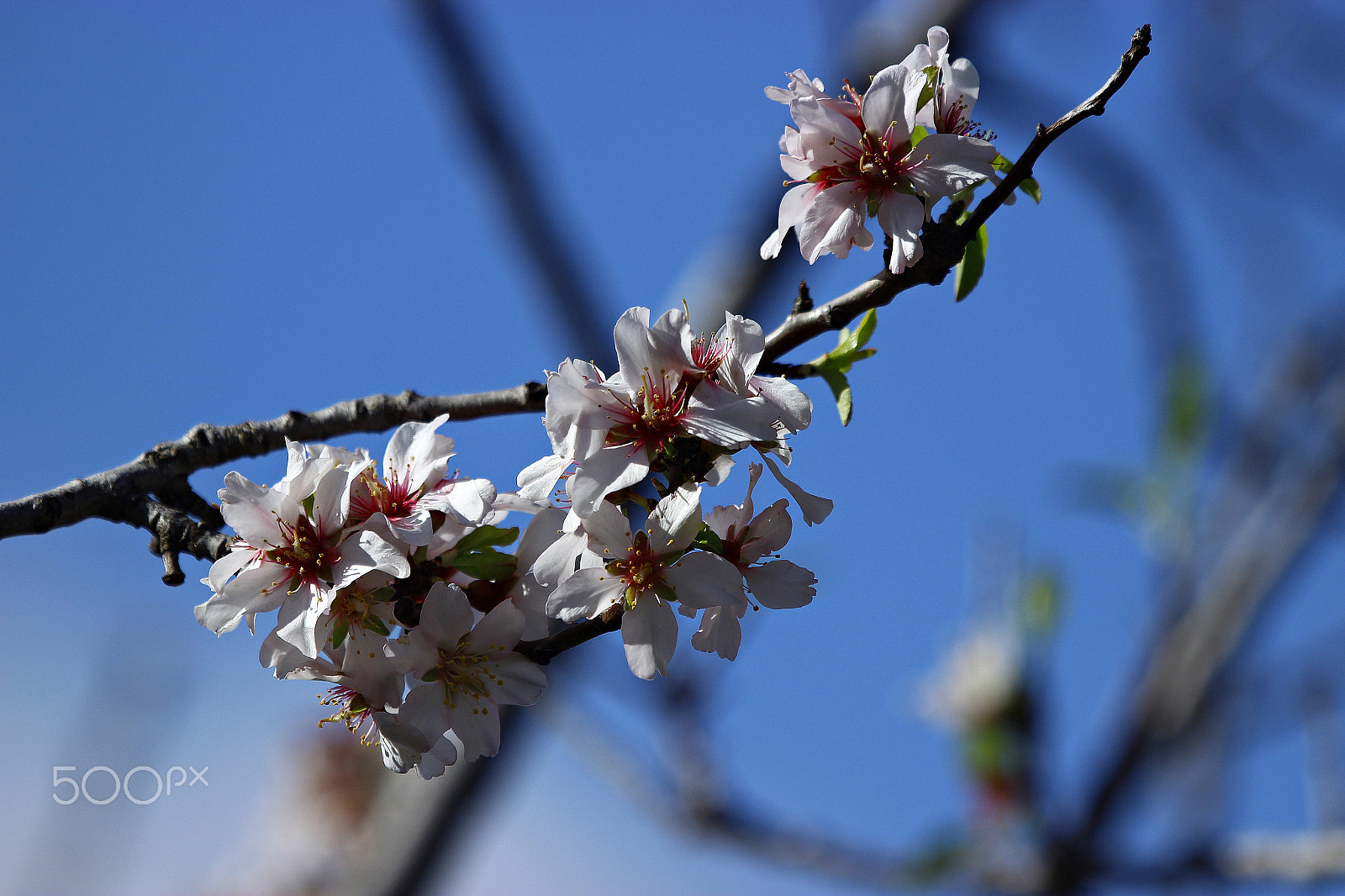 Canon EF 100-400mm F4.5-5.6L IS USM sample photo. Mg photography