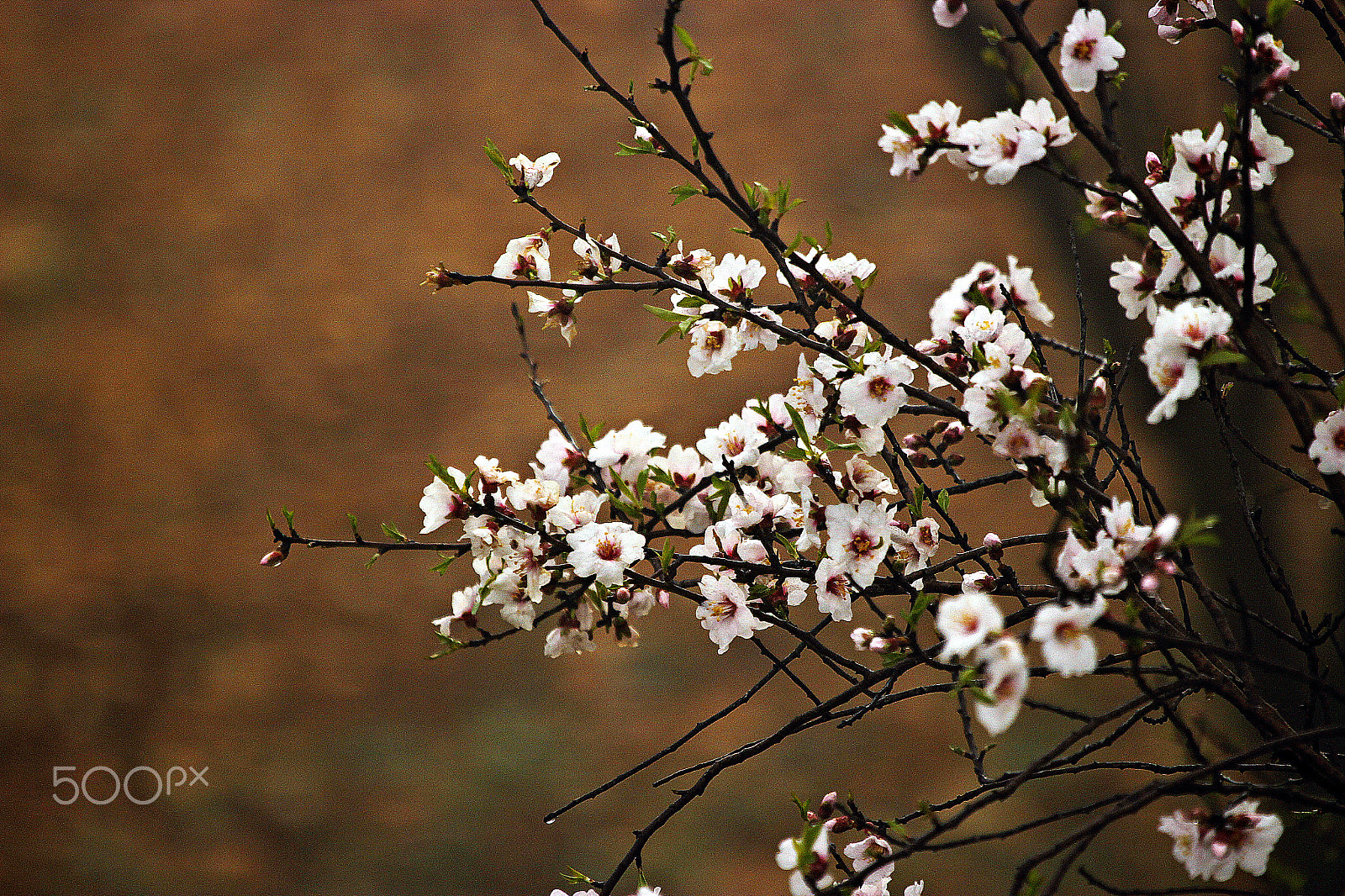 Canon EF 100-400mm F4.5-5.6L IS USM sample photo. Mg photography