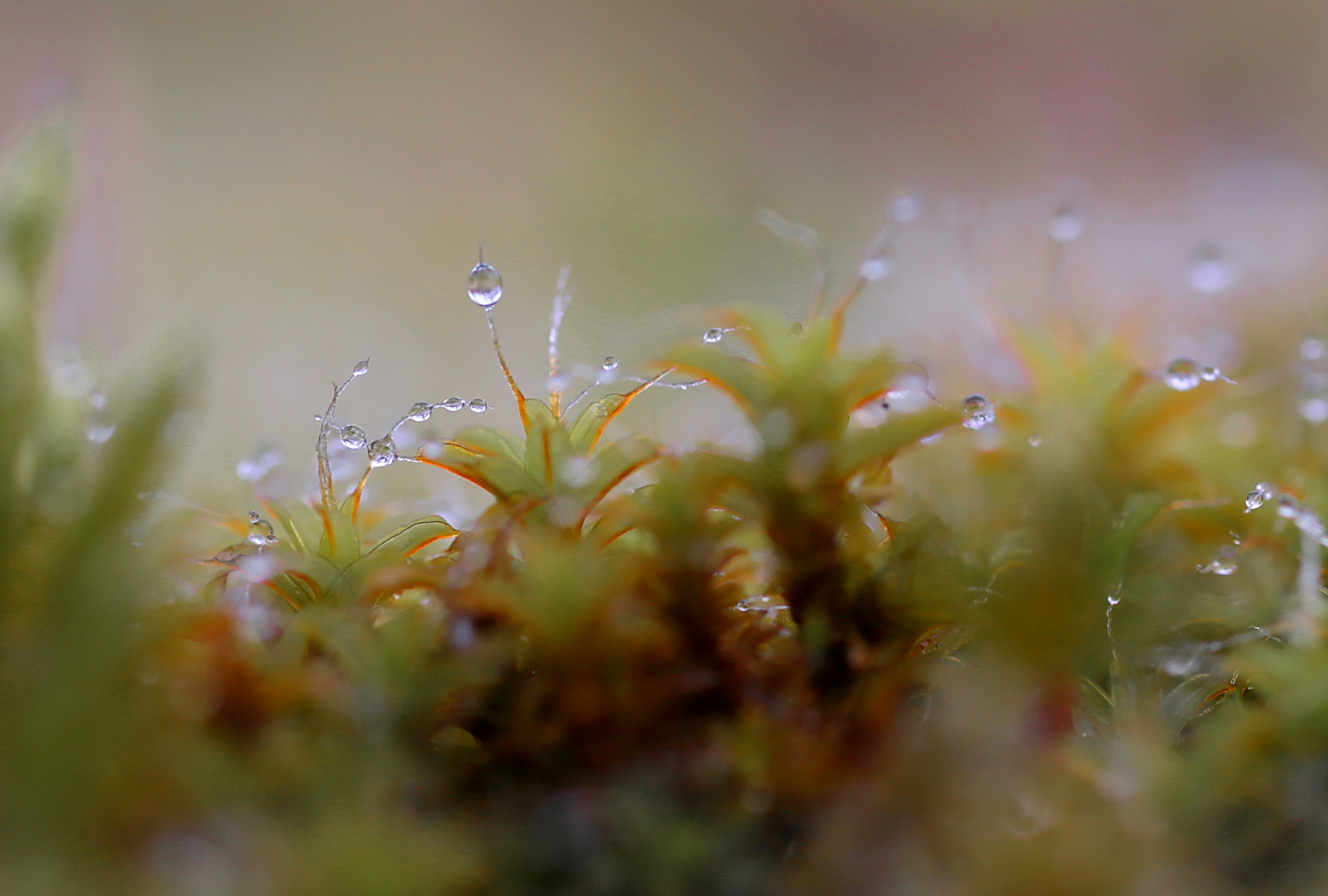 Canon EOS 6D + Sigma 70mm F2.8 EX DG Macro sample photo. Spring in macro format photography