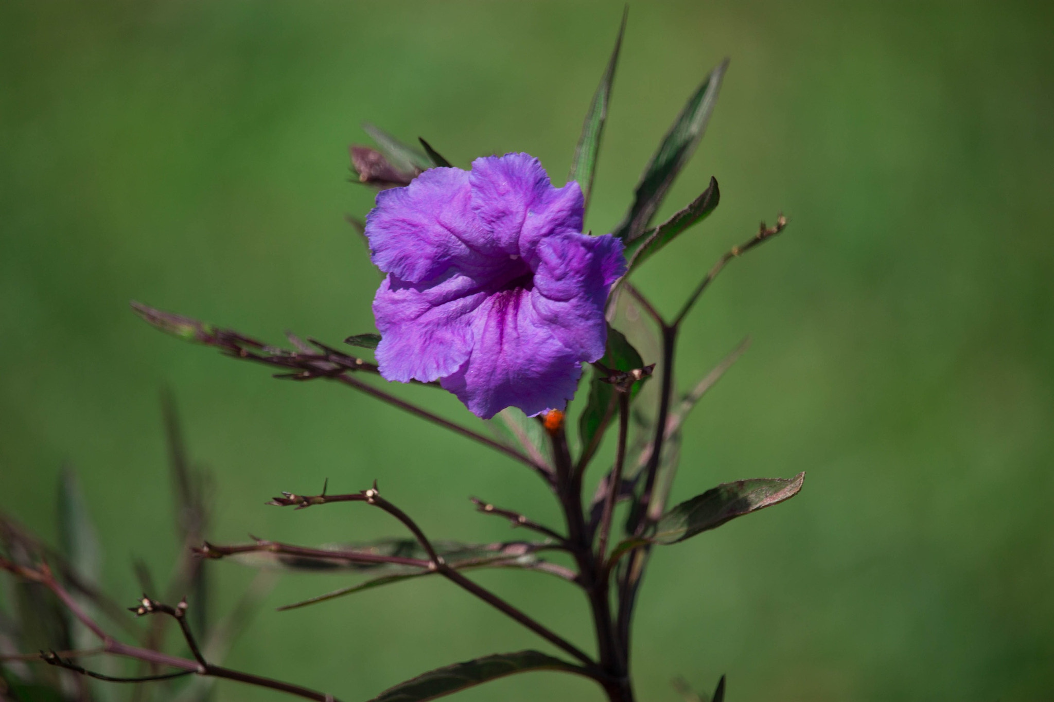 Canon EF-S 55-250mm F4-5.6 IS STM sample photo. Lonely photography