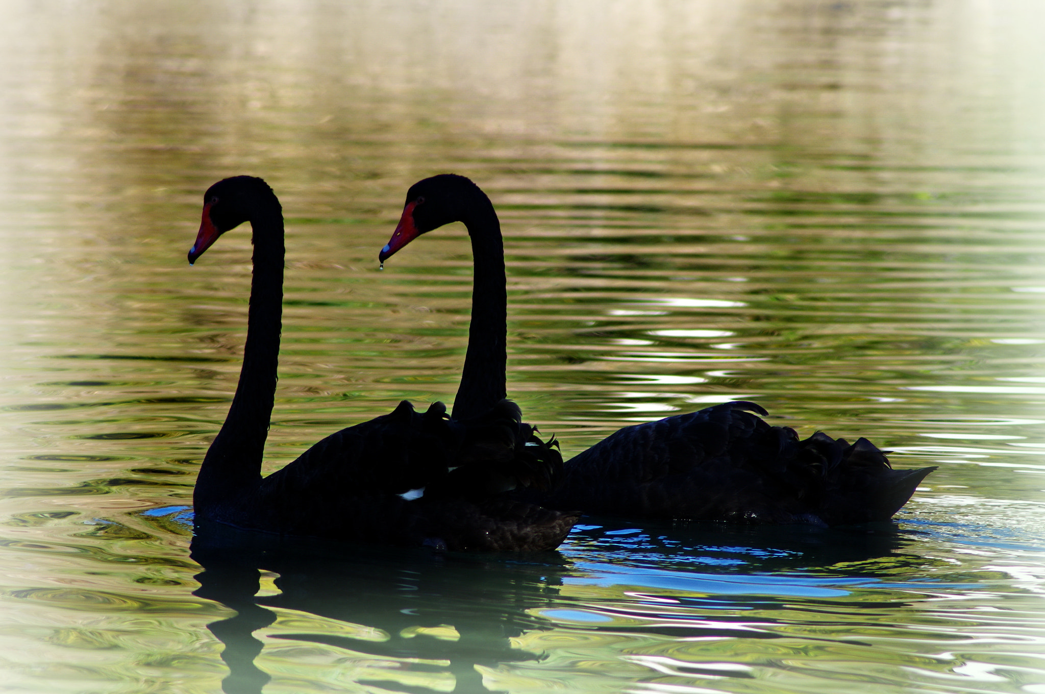 Pentax K-x + Tamron AF 70-300mm F4-5.6 LD Macro 1:2 sample photo. A photography