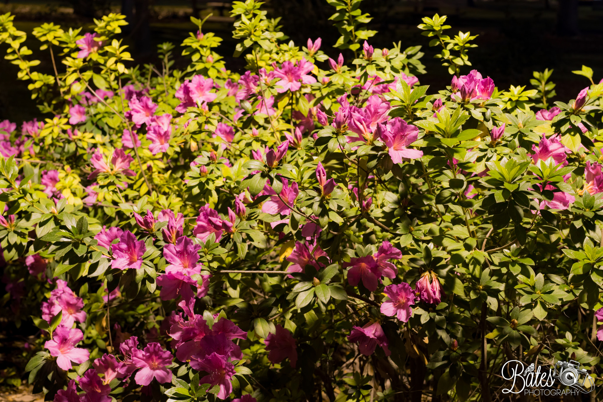 Sony Planar T* FE 50mm F1.4 ZA sample photo. Forsyth park photography
