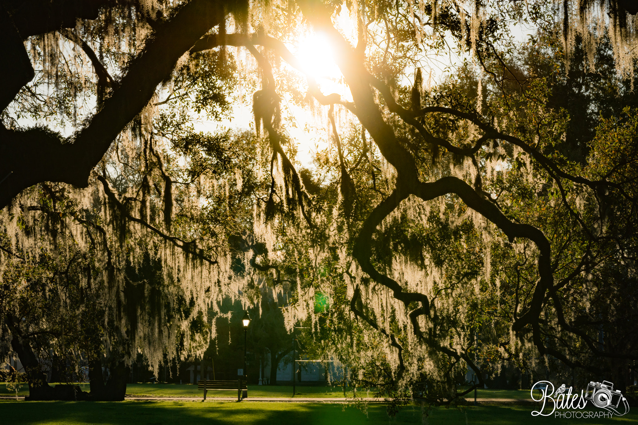 Sony FE 90mm F2.8 Macro G OSS sample photo. Forsyth park photography