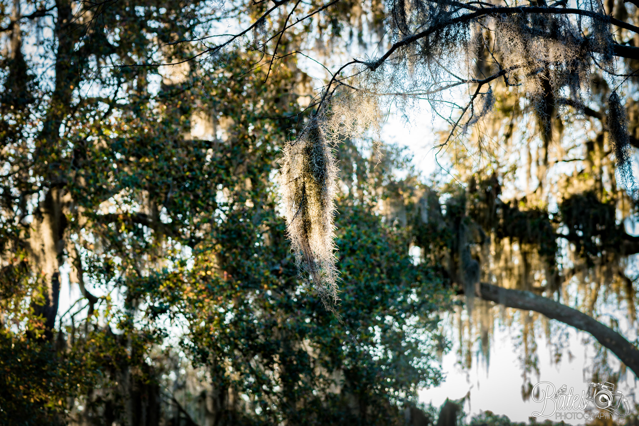 Sony a6500 + Sony FE 90mm F2.8 Macro G OSS sample photo. Forsyth park photography