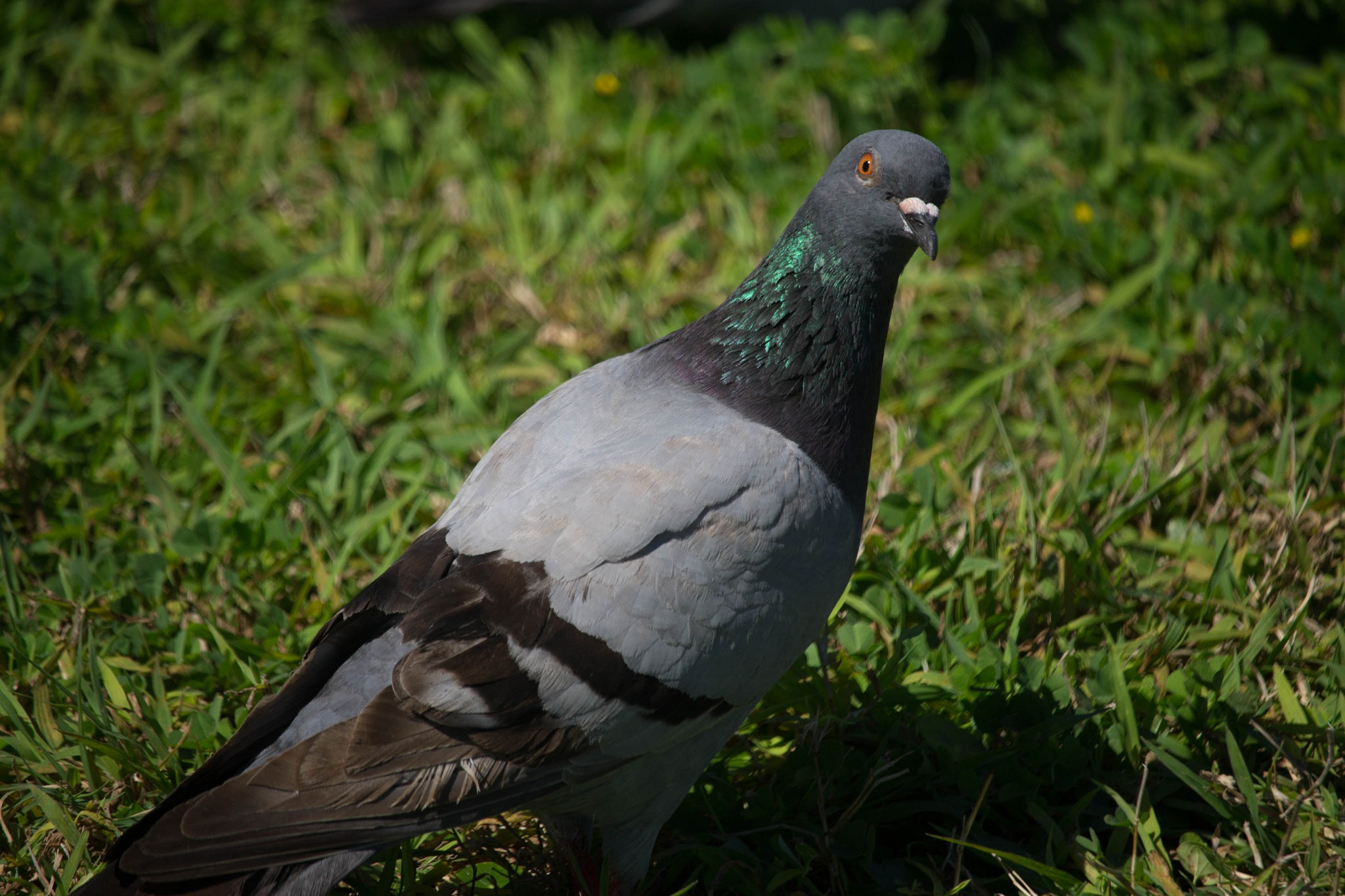Canon EF-S 55-250mm F4-5.6 IS STM sample photo. What ? photography