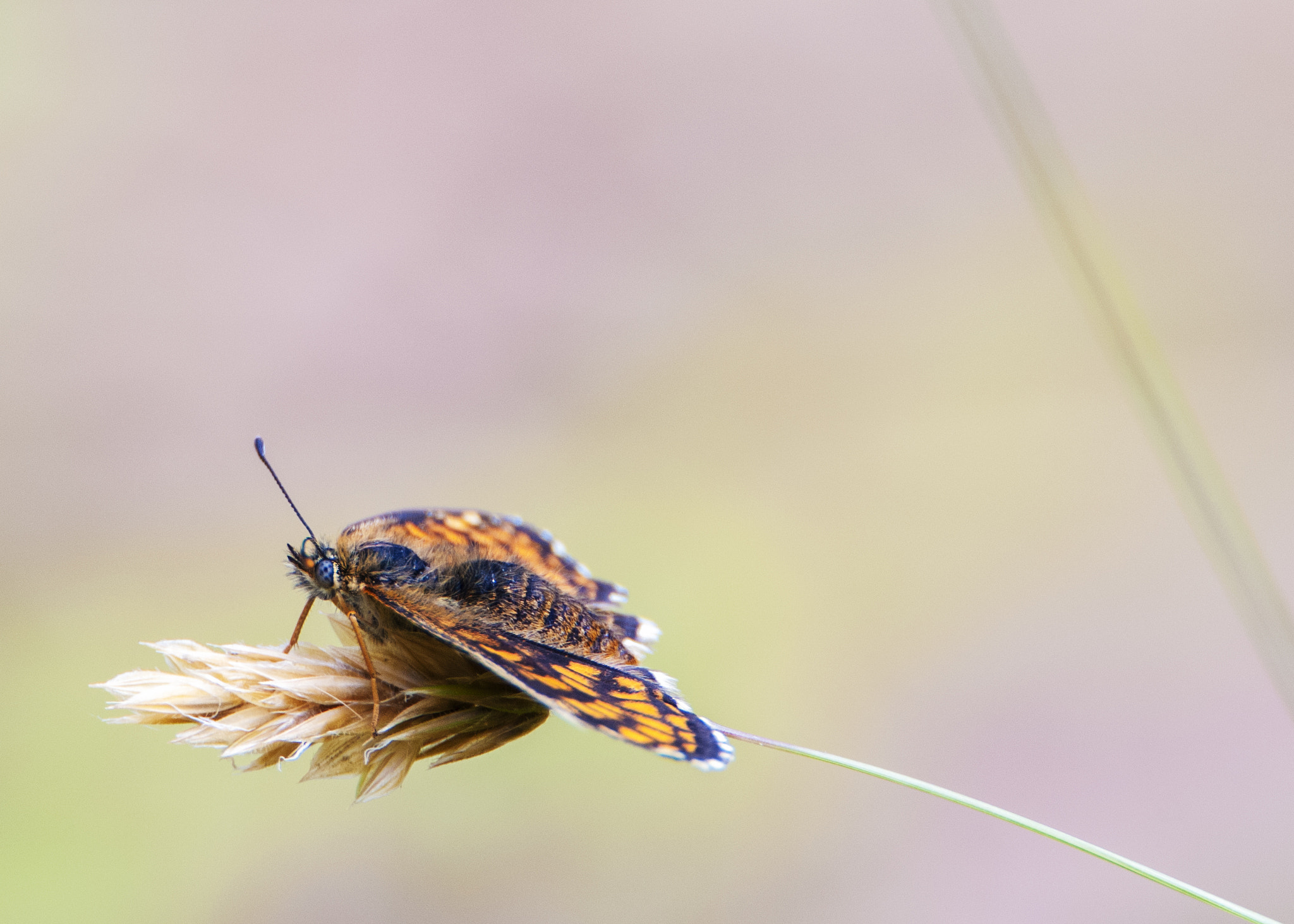 Nikon D300S sample photo. Heath fritillary photography