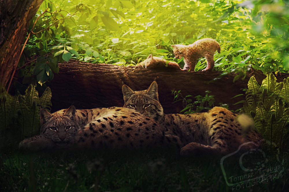 Sigma 70-200mm F2.8 EX DG Macro HSM II sample photo. Lynx family in the forest photography