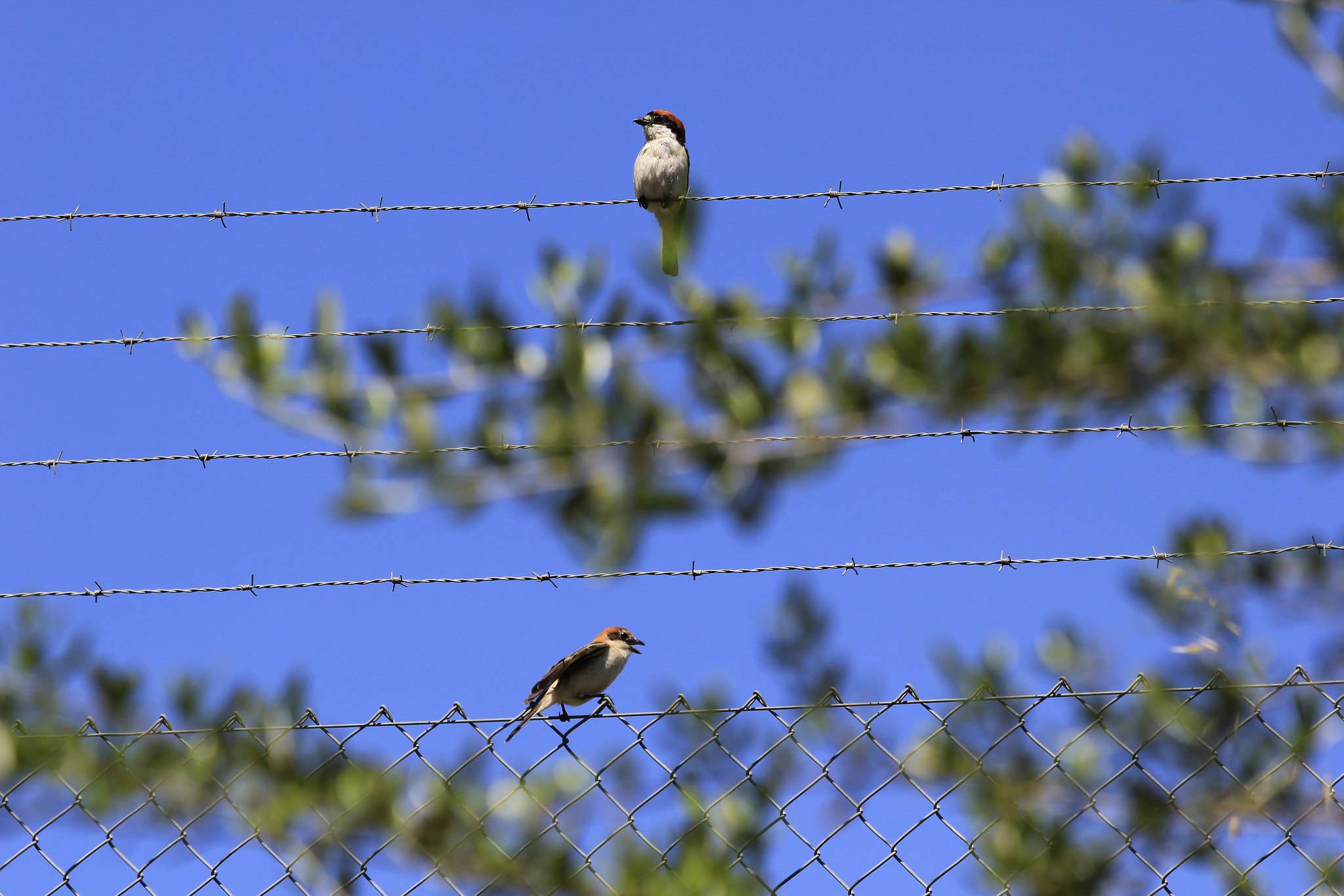 Canon EF 70-300mm F4-5.6 IS USM sample photo