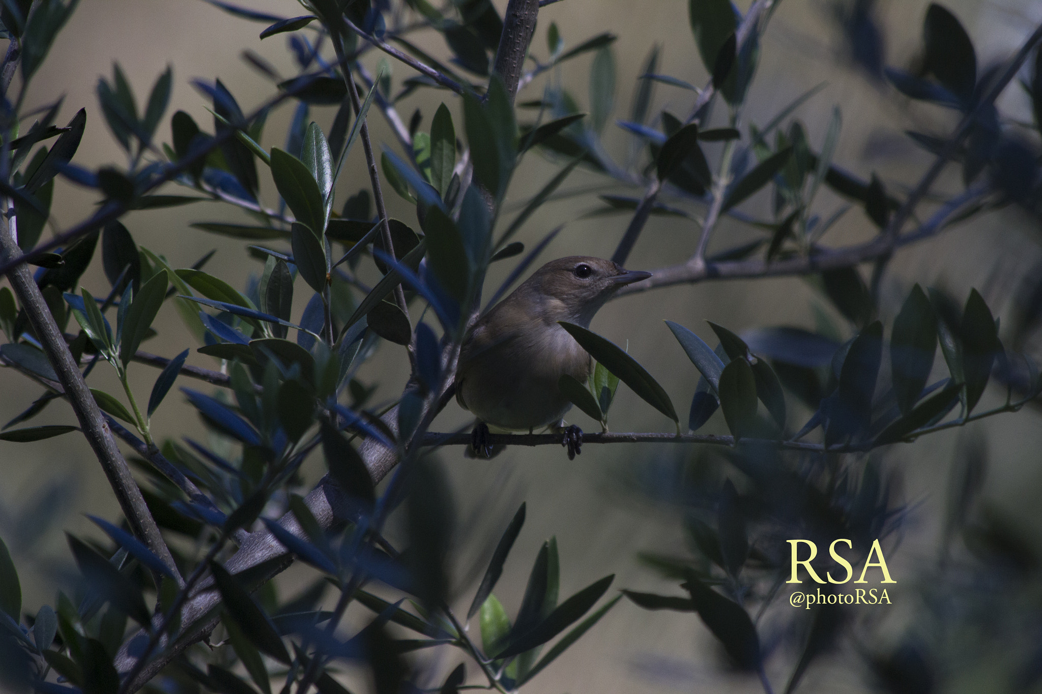 Canon EF 70-300mm F4-5.6 IS USM sample photo