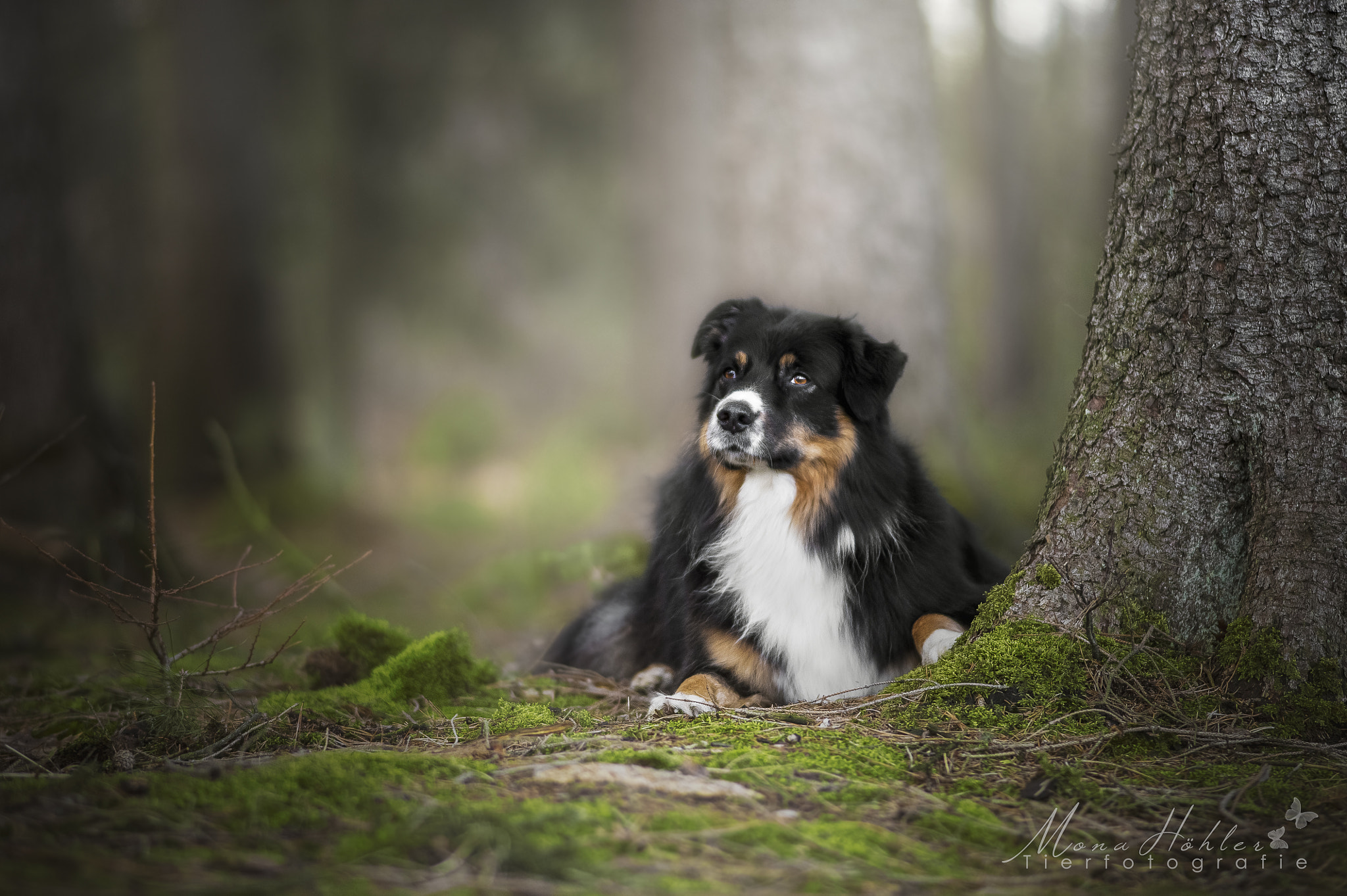 Nikon D3 + Nikon AF Nikkor 180mm F2.8D ED-IF sample photo. Magic in the forest photography