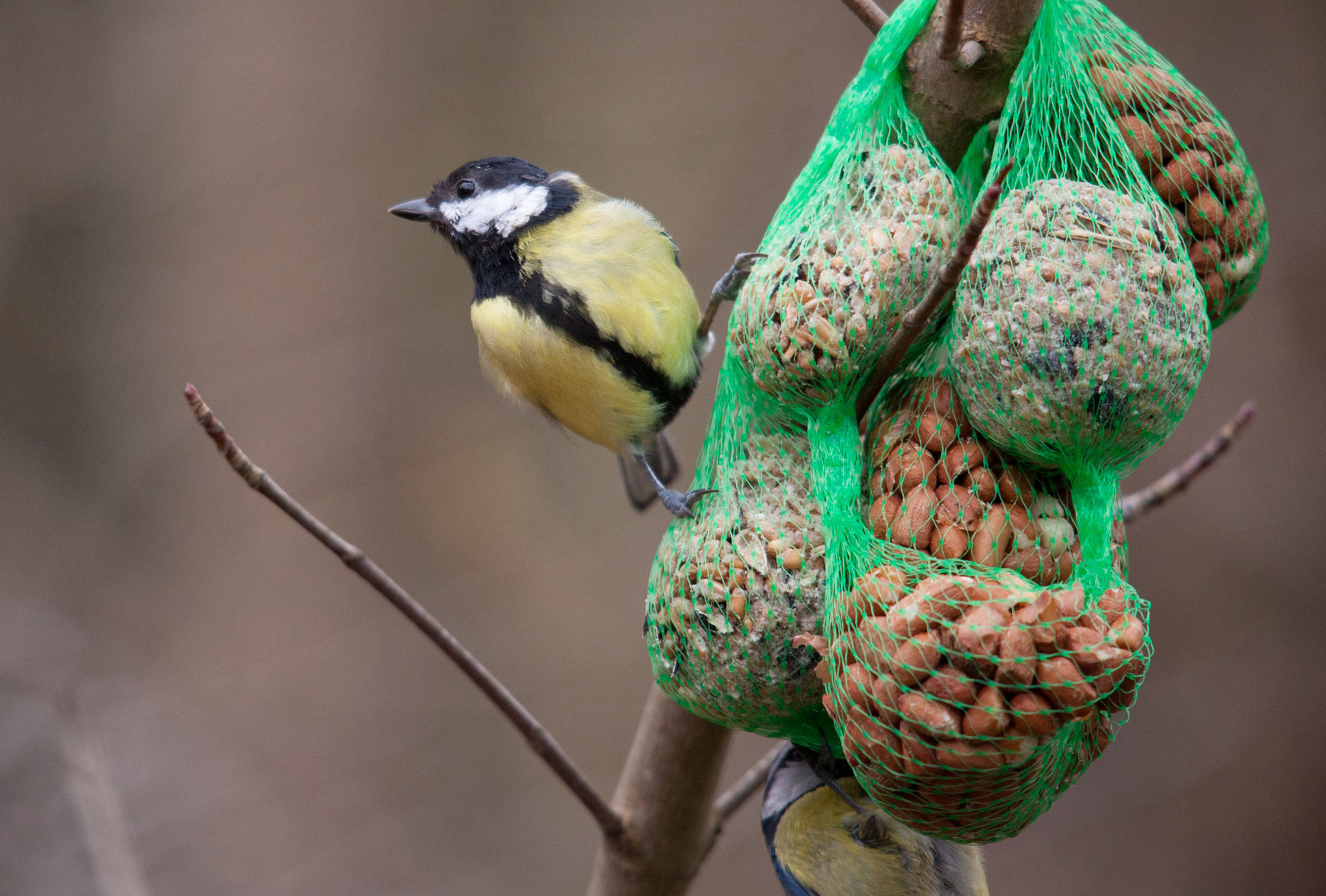 Canon EOS 5D Mark II + Sigma 150-500mm F5-6.3 DG OS HSM sample photo. Decisions decisions, so much food to choose from for this great tit photography
