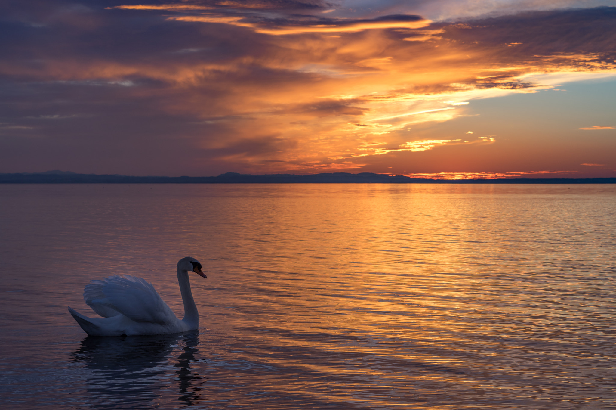 Pentax K-3 II + Pentax smc DA 50mm F1.8 sample photo. Fireswan photography