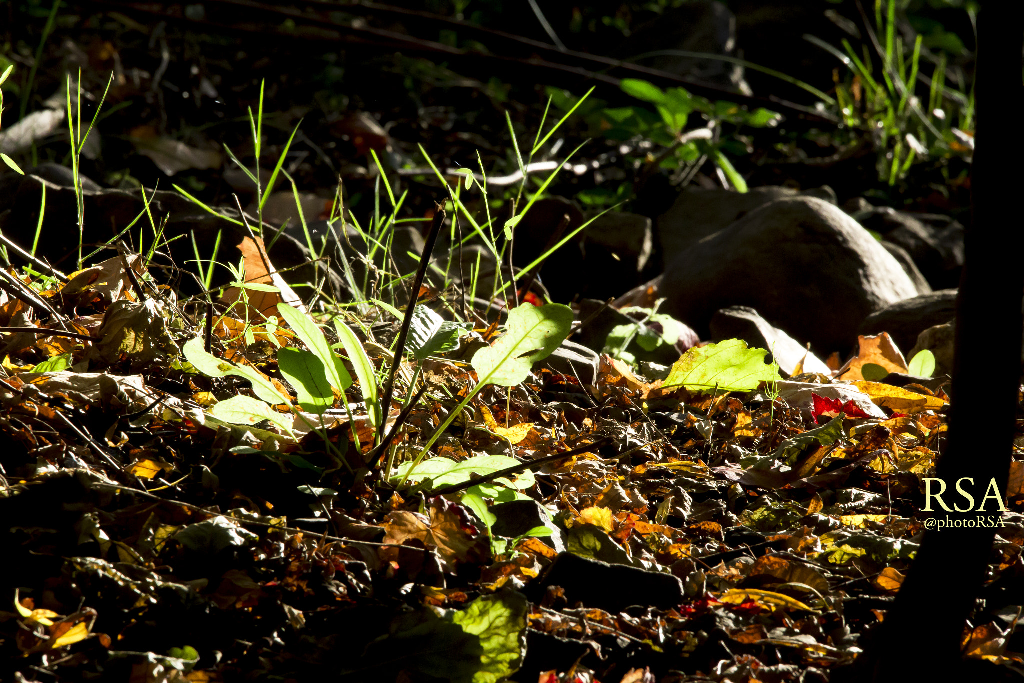 150-600mm F5-6.3 DG OS HSM | Contemporary 015 sample photo
