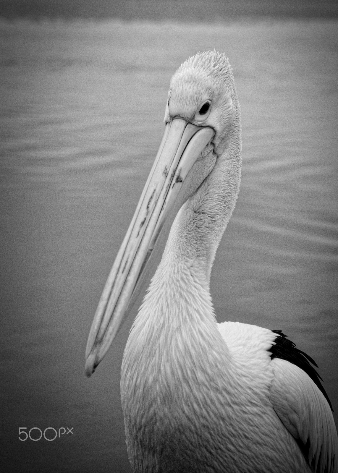 Pentax K-5 sample photo. Pelican photography
