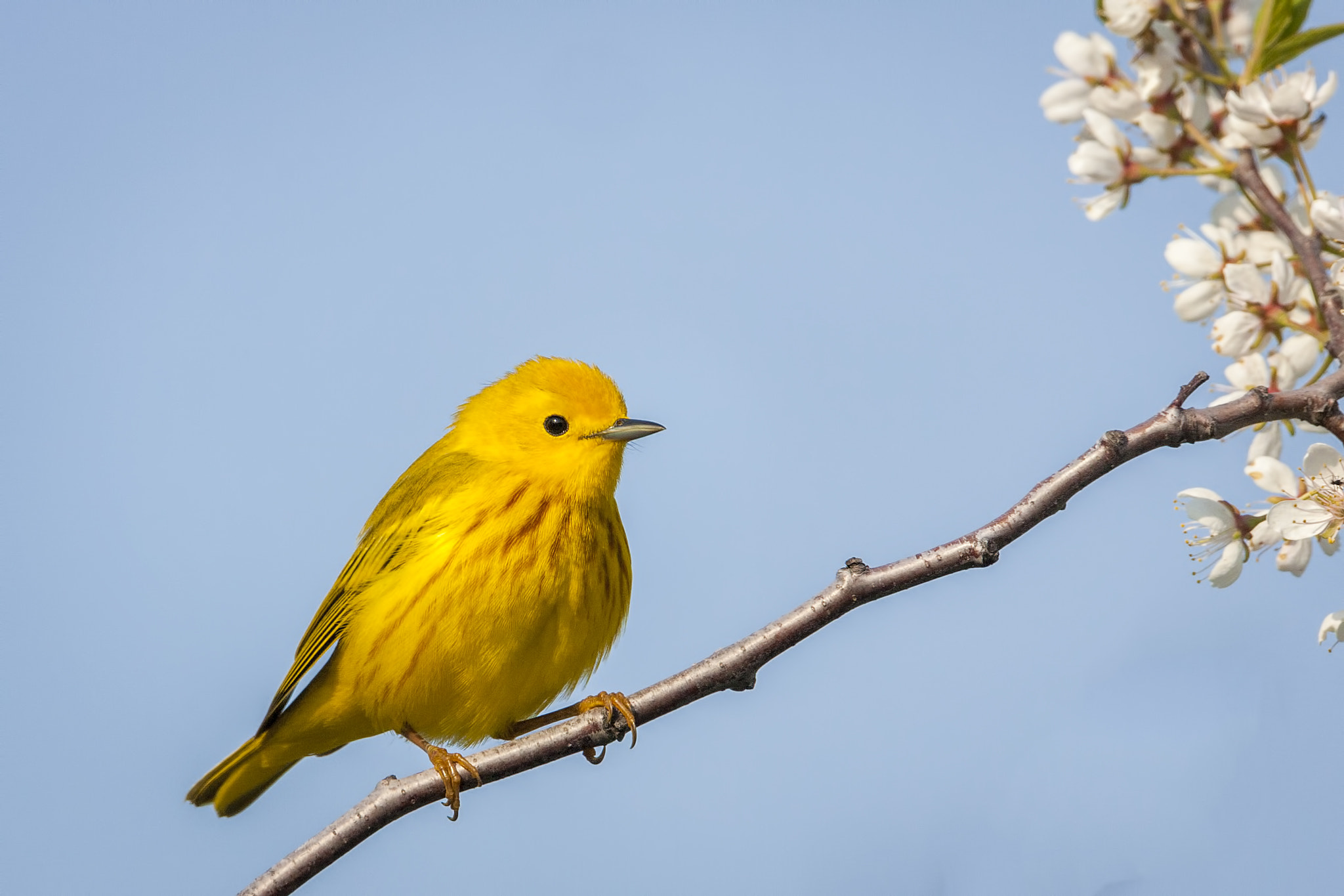 Canon EOS 40D + Canon EF 500mm F4L IS USM sample photo. Yellow warbler photography