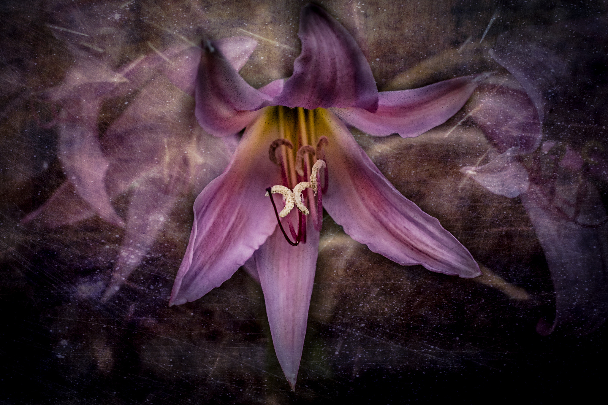 Nikon AF-S DX Micro Nikkor 40mm F2.8 sample photo. Purple lilly photography