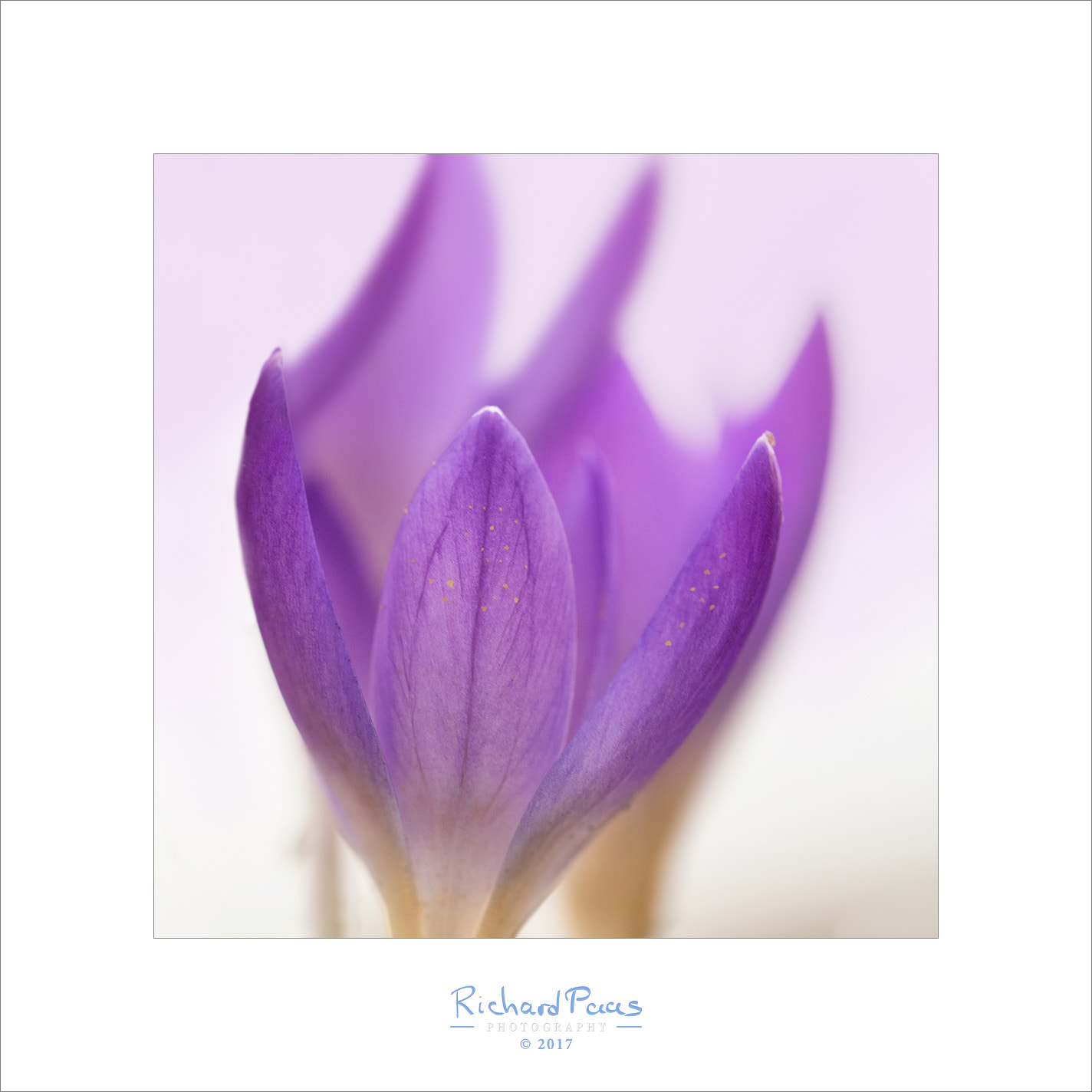 Olympus M.Zuiko Digital ED 60mm F2.8 Macro sample photo. Crocus #1 (spring is coming) photography