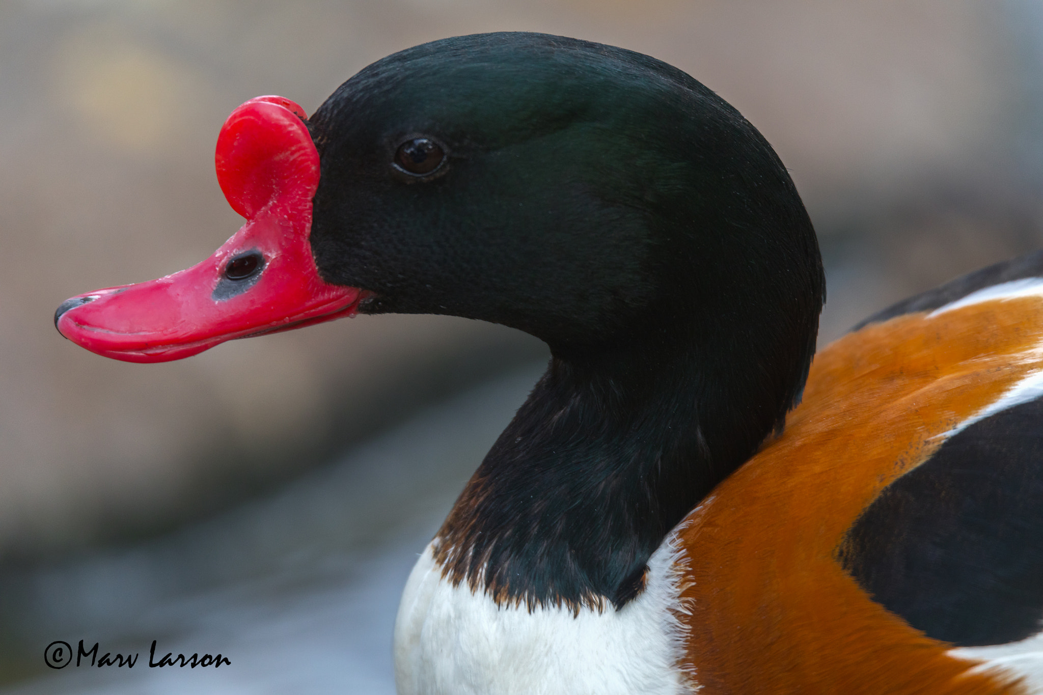 Tamron SP 150-600mm F5-6.3 Di VC USD sample photo